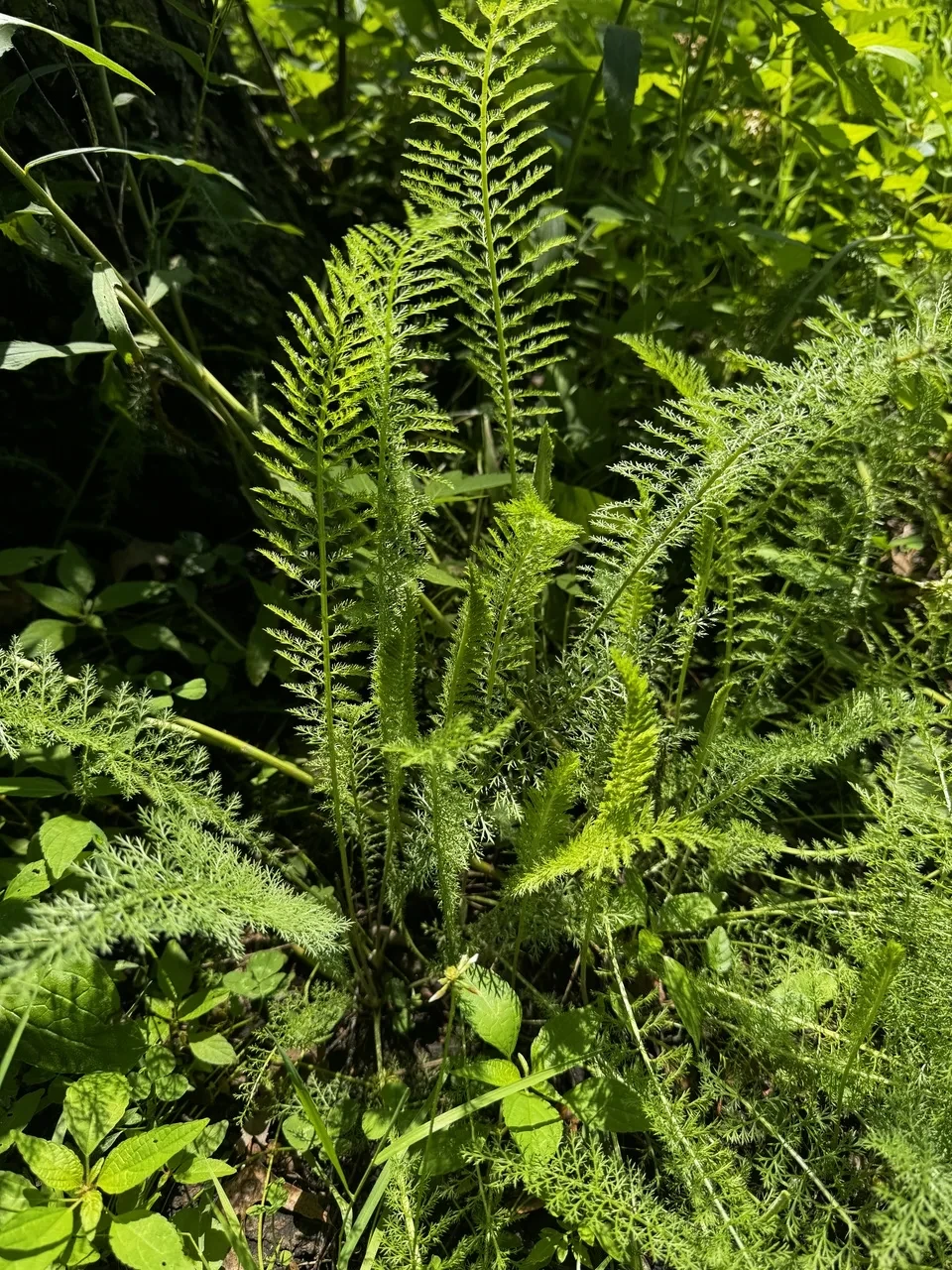 a close-up view of a plant with feathery, delicate leaves