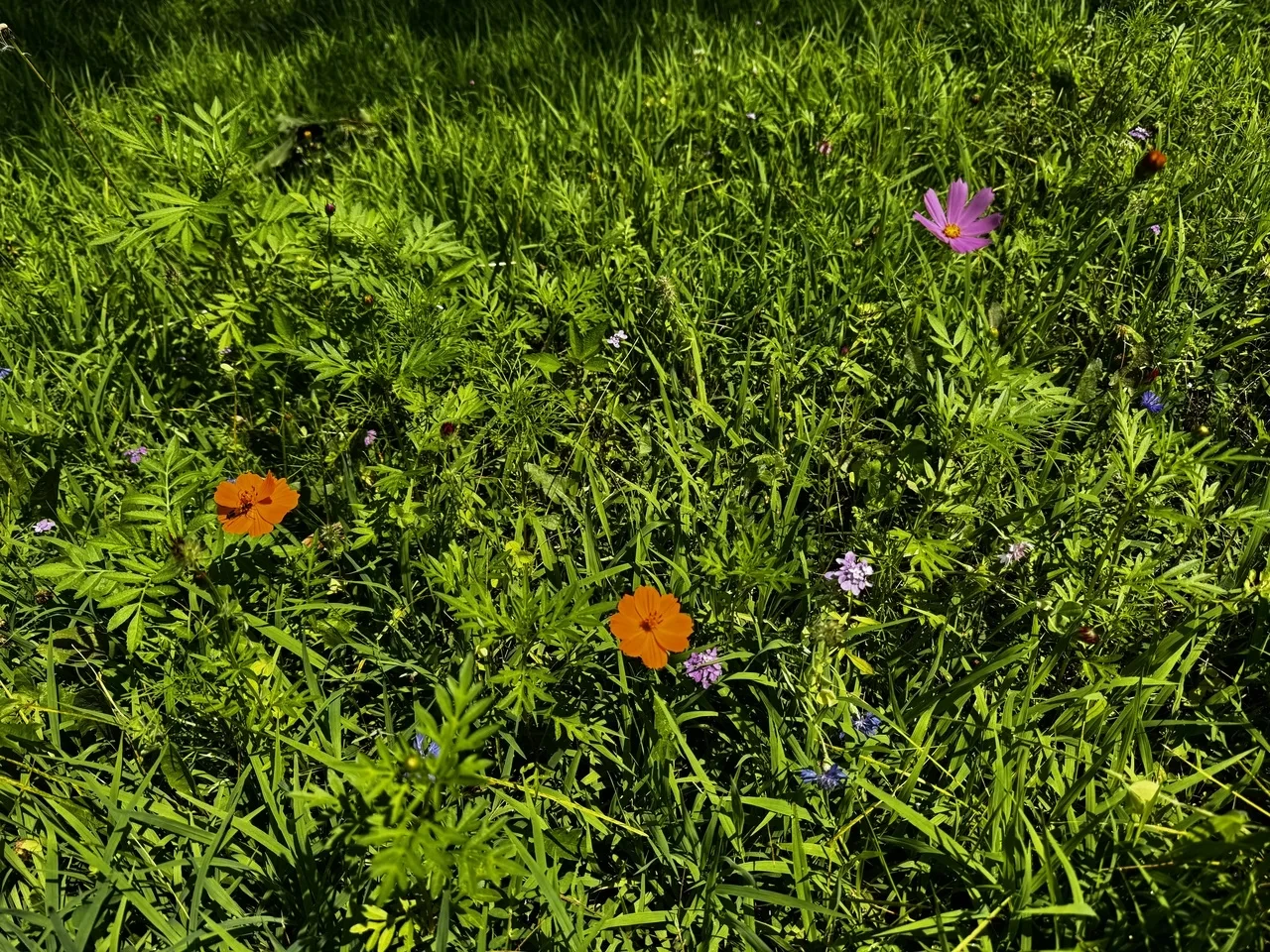 several orange, pink, and violet wildflowers in a grassy field
