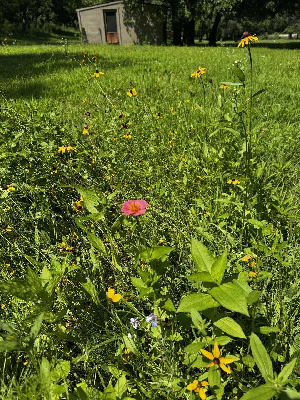 a mix of yellow and magenta wildflowers in a grassy field, with a wooden shed in the background