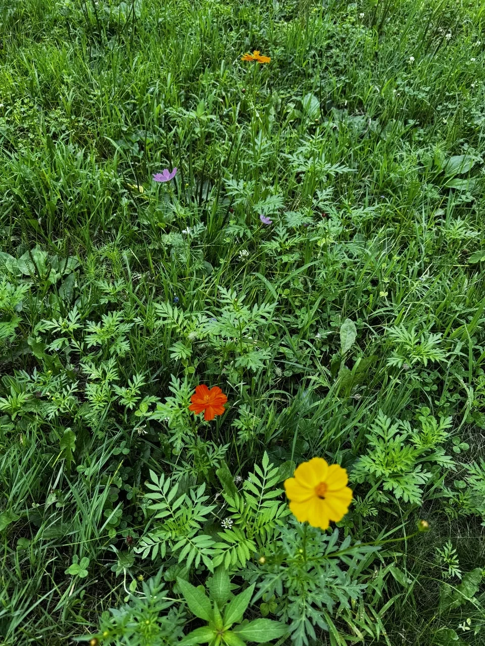 a mix of orange, violet, and yellow wildflowers in a grassy field