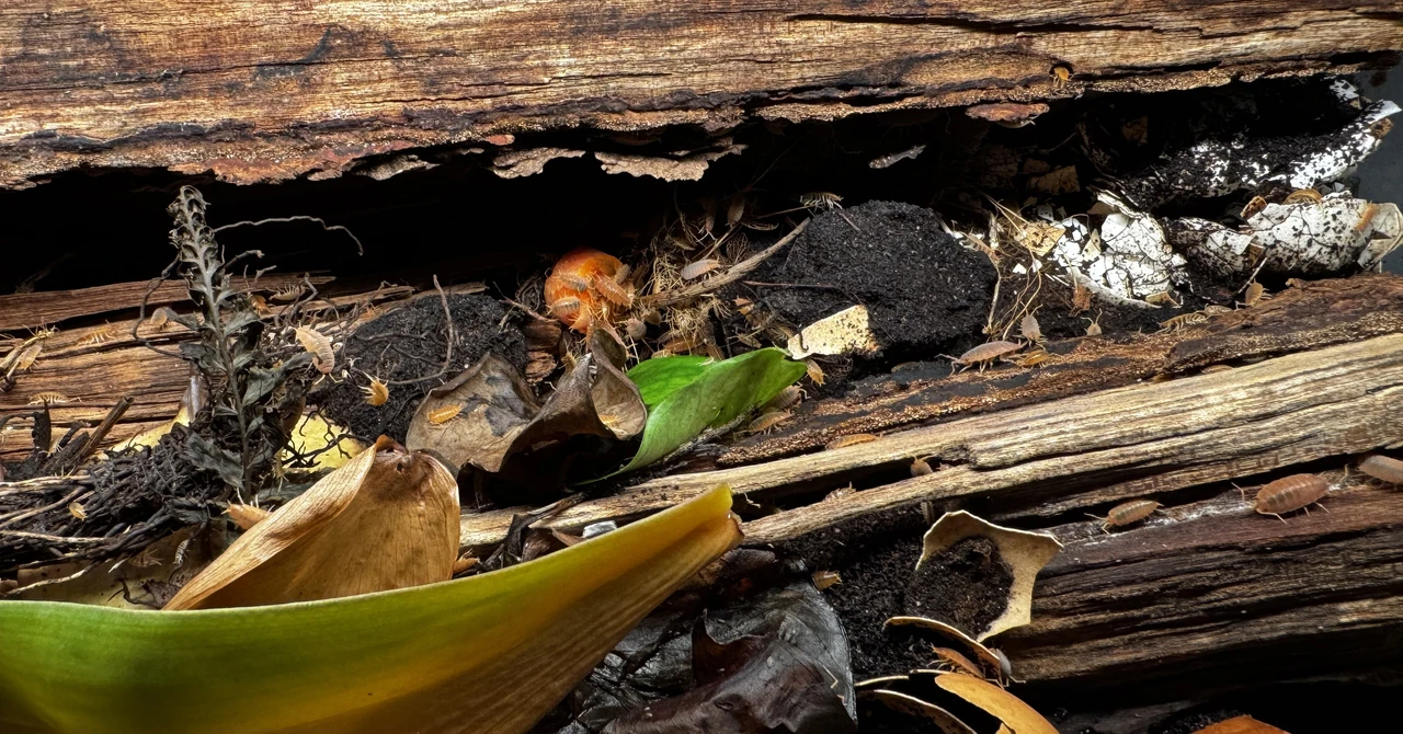various orange isopods feeding on a carrot slice, egg shells, and a log