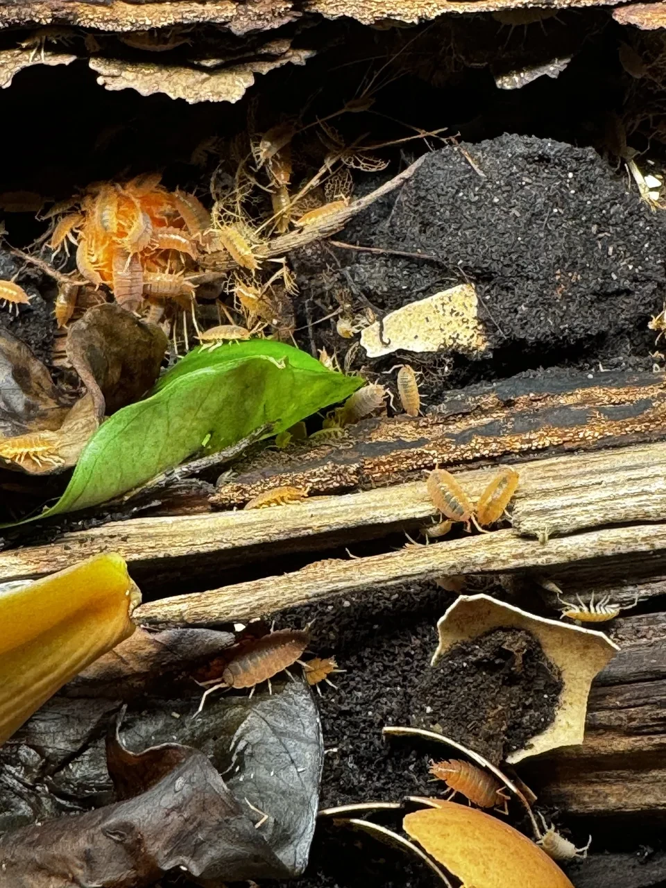 zoomed-in view of orange isopods feeding on a carrot slice