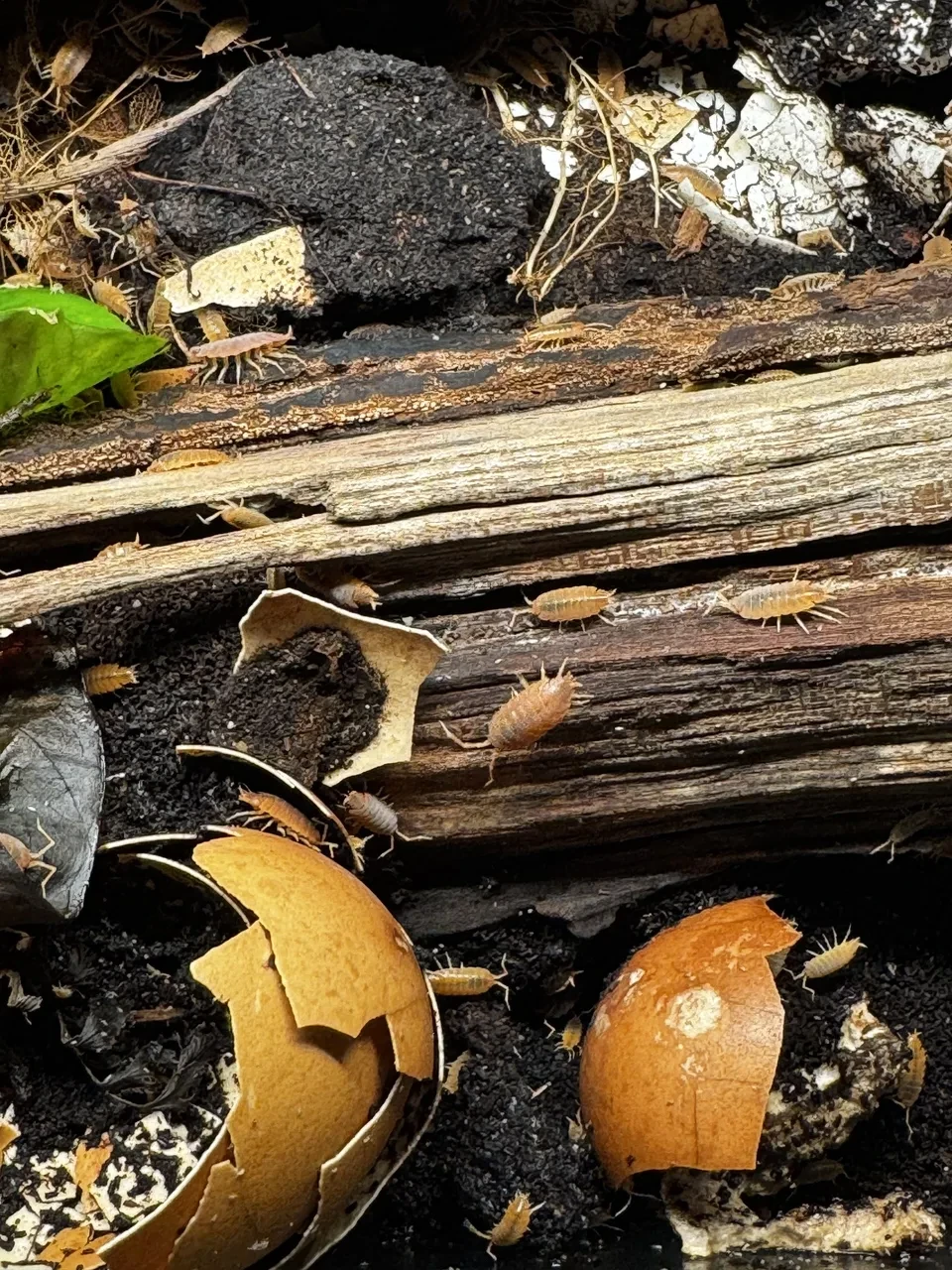 zoomed-in view of orange isopods feeding on eggshell fragments and coffee grounds