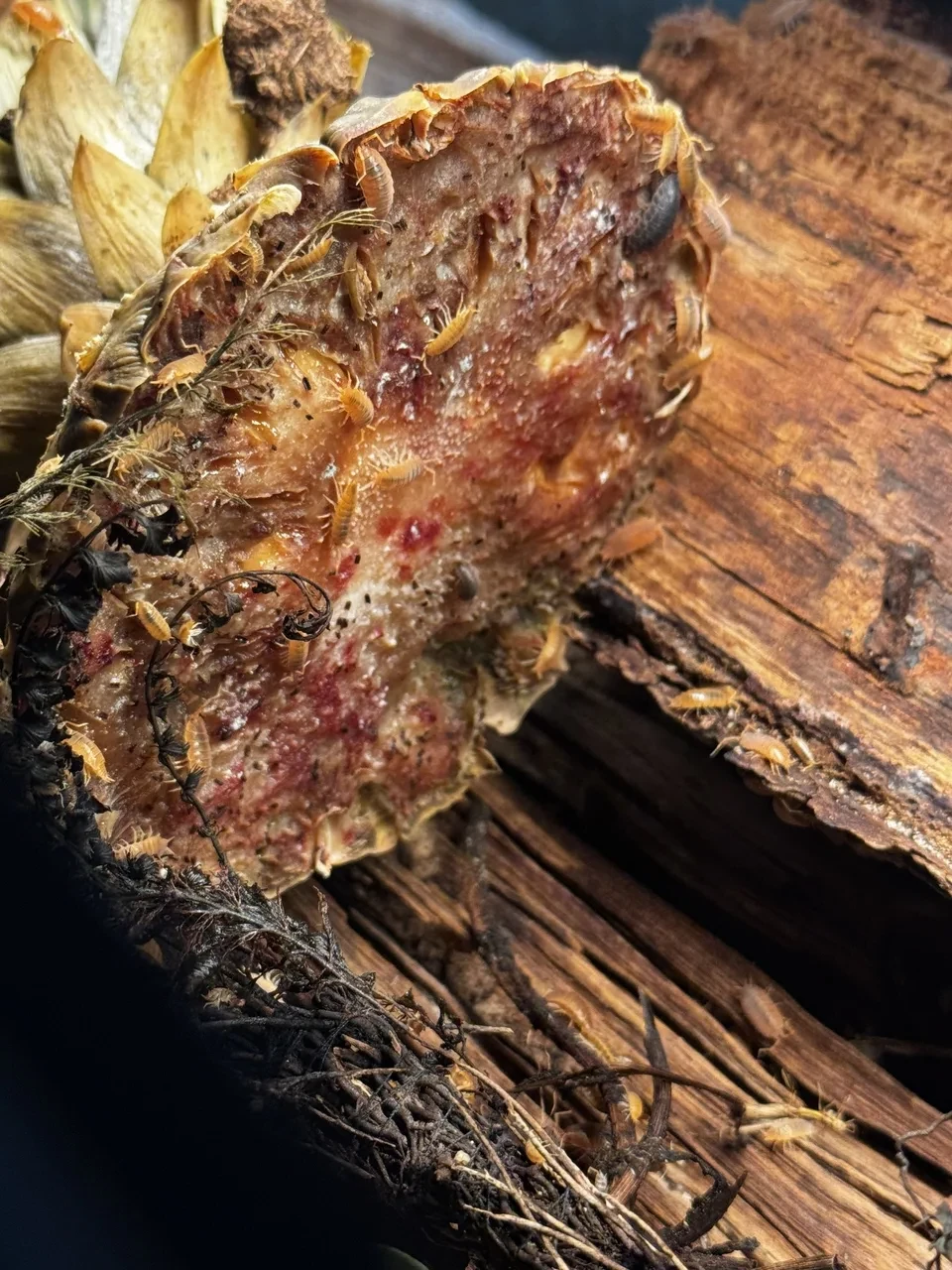 dozens of gray and orange isopods feeding on the top of a pineapple