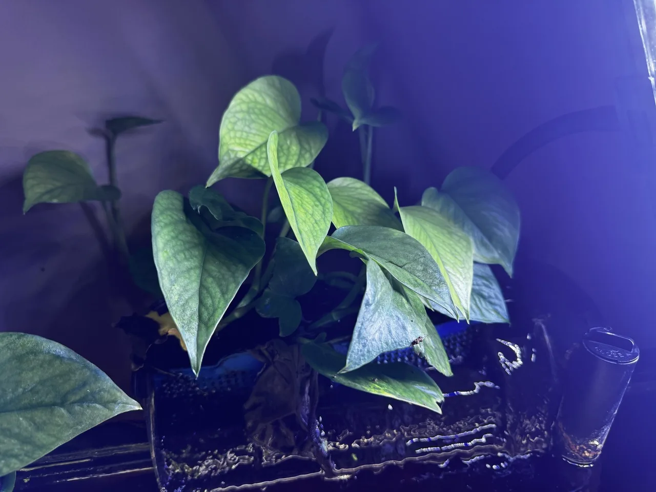 a right-side view of 55-gallon aquarium plants