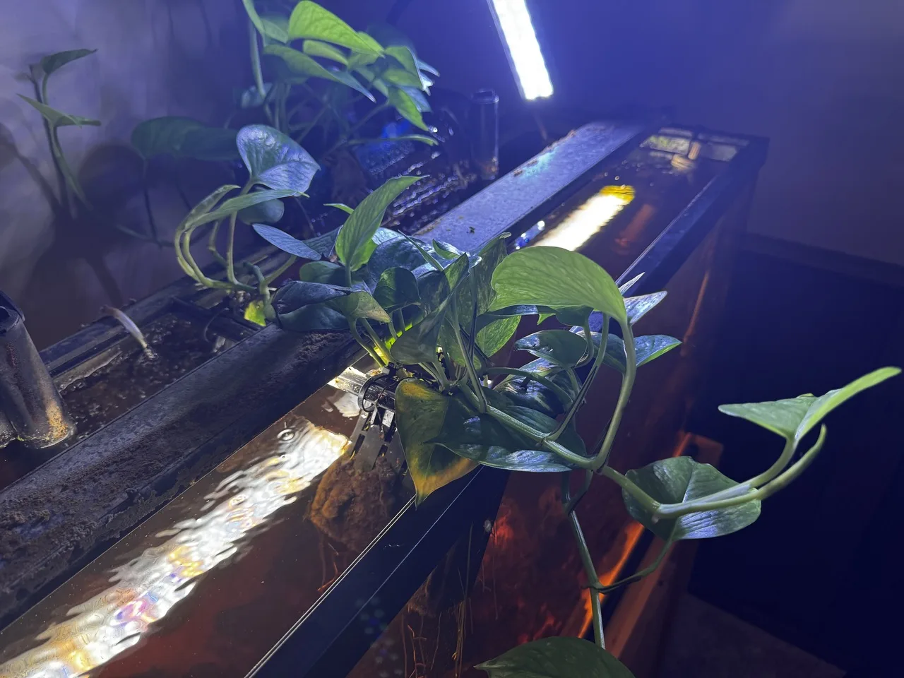a center view of 55-gallon aquarium plants