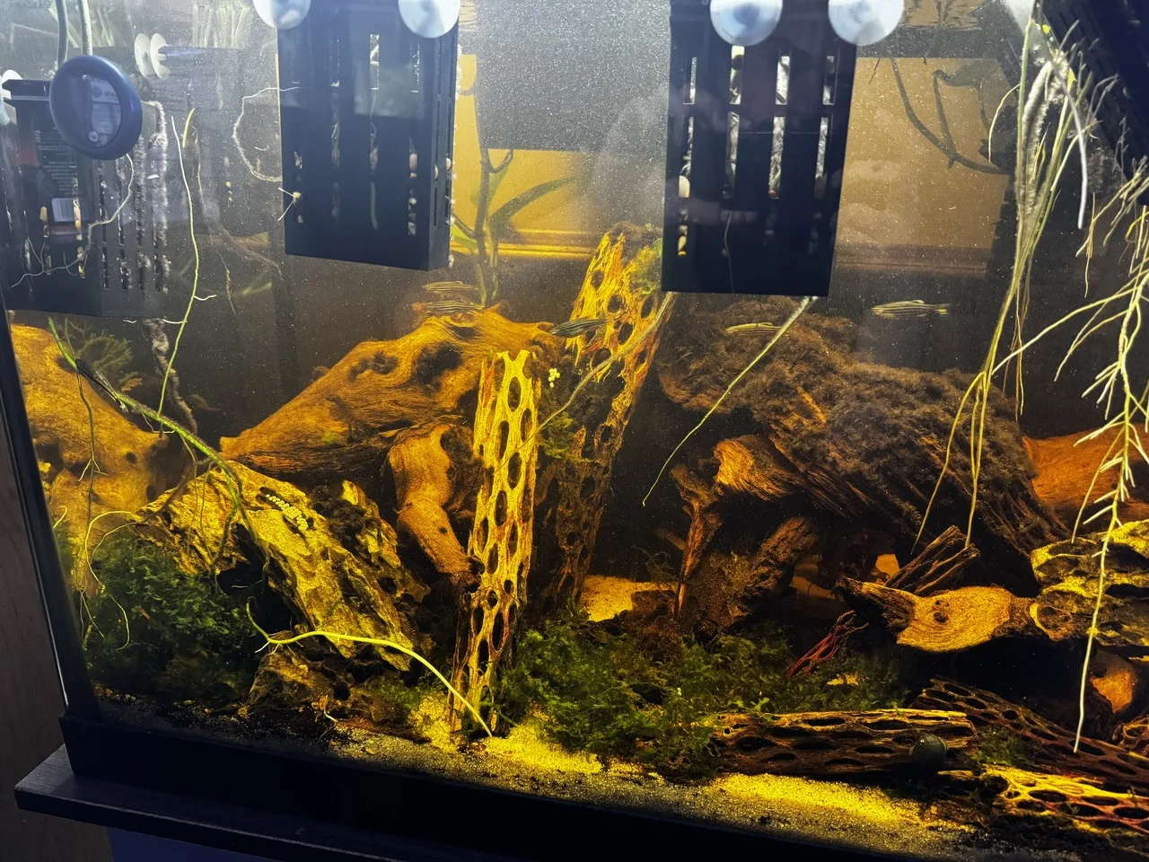a left-side view of 75-gallon aquarium