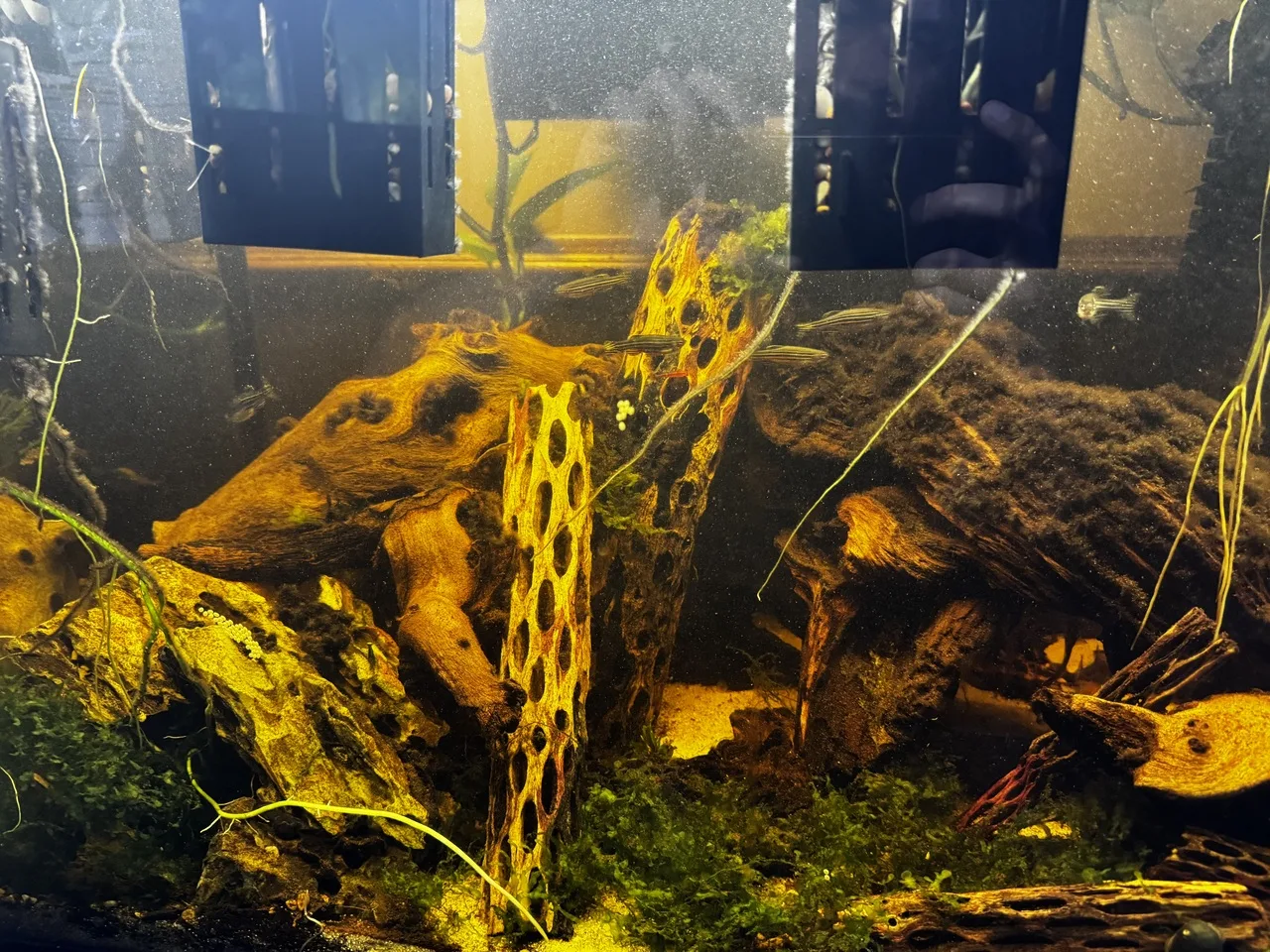 a right-side view of 75-gallon aquarium