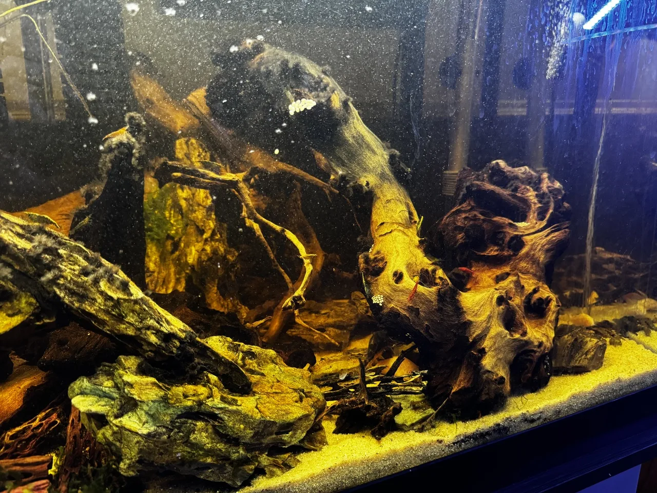 a center view of 75-gallon aquarium