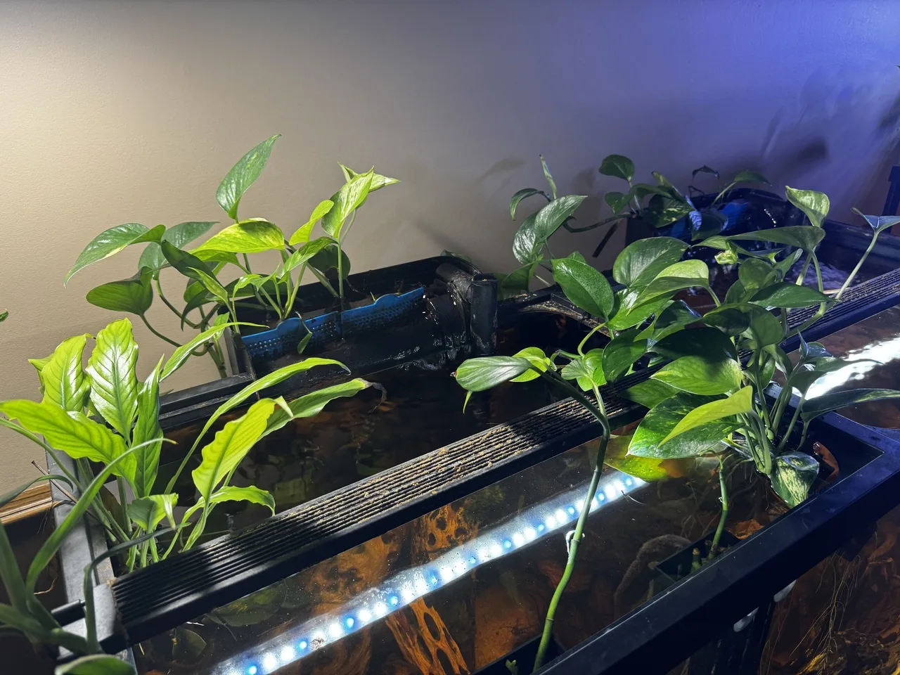 a right-side view of 75-gallon aquarium plants