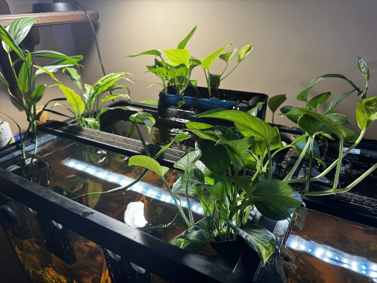 a left-side view of 75-gallon aquarium plants