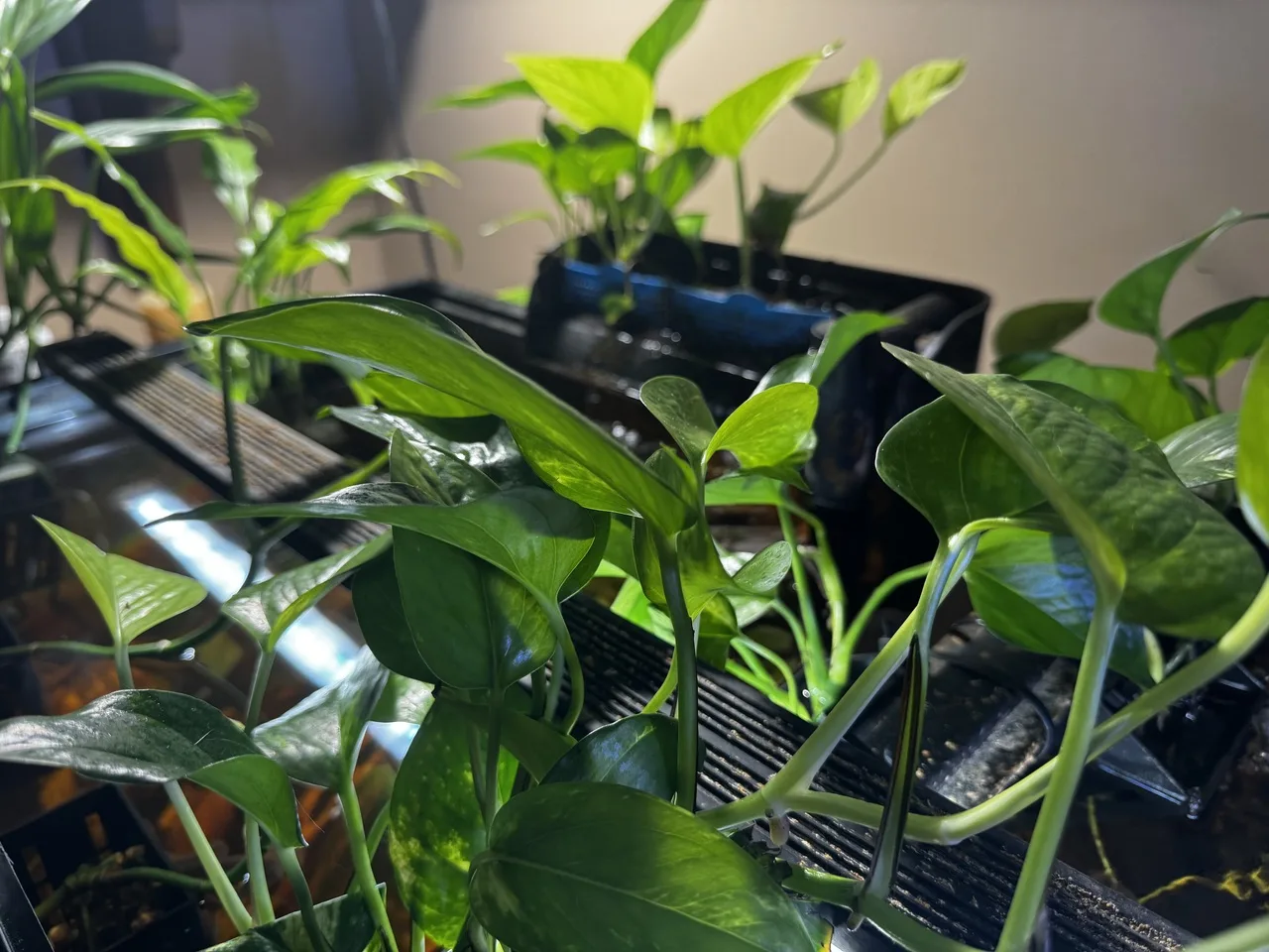 a close-up center view of 75-gallon aquarium plants
