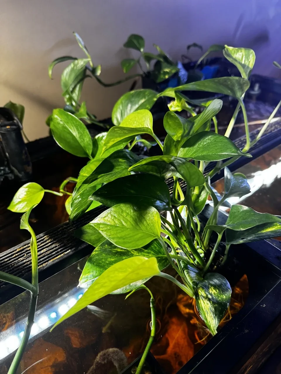 a close-up left-side view of 75-gallon aquarium plants