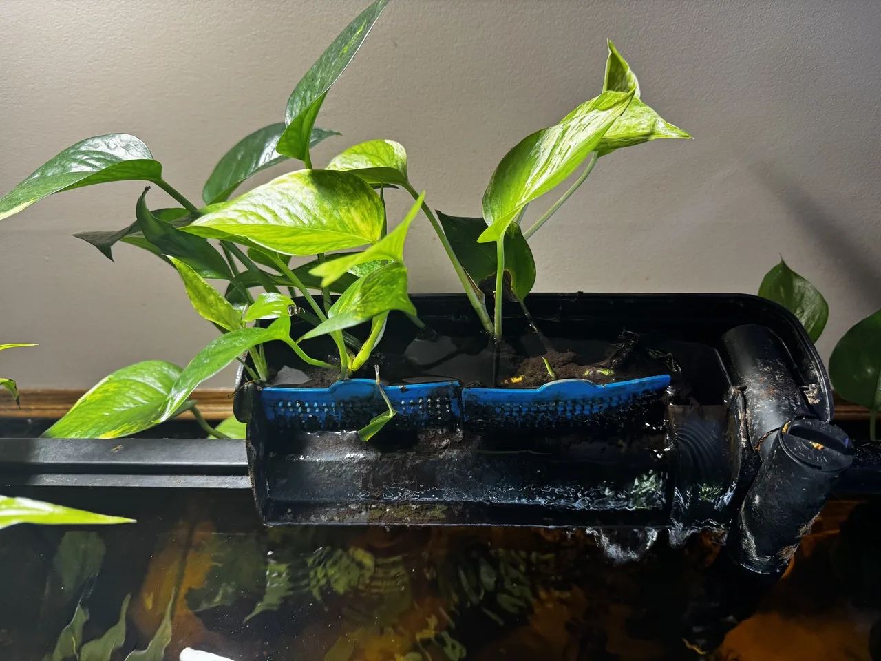 a close-up right-side view of 75-gallon aquarium plants