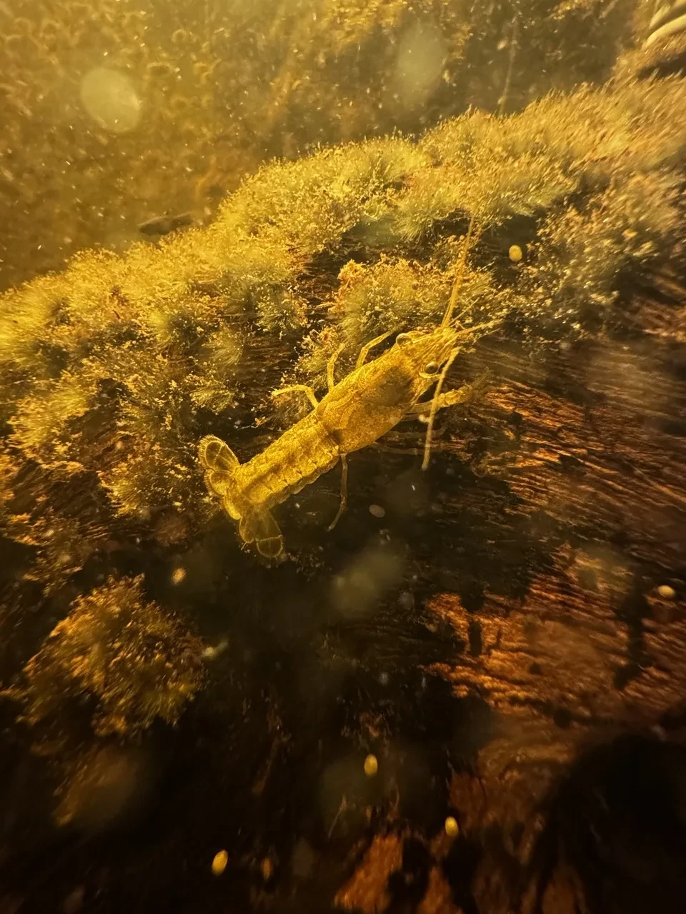 a juvenile rusty crayfish climbing on an algae-covered piece of mopani wood
