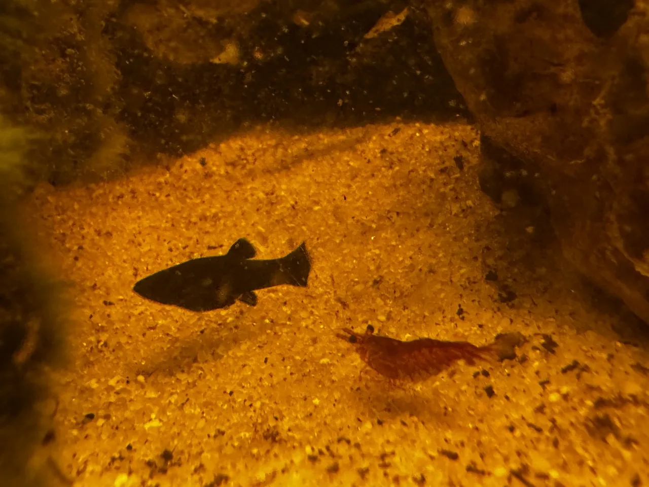 a juvenile black molly swimming nearby a red cherry shrimp