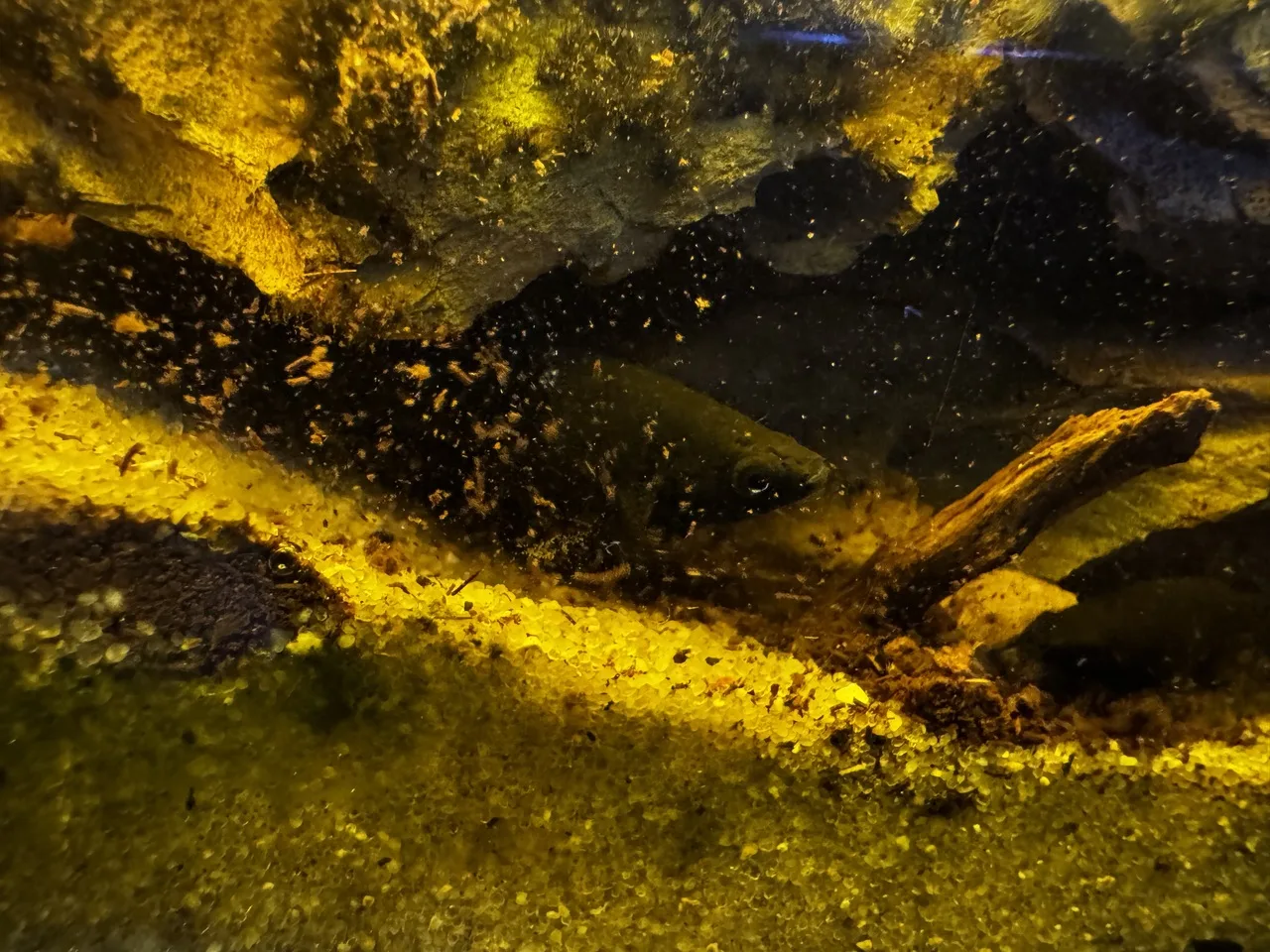 an adult black molly stirring up the sediment while foraging for food