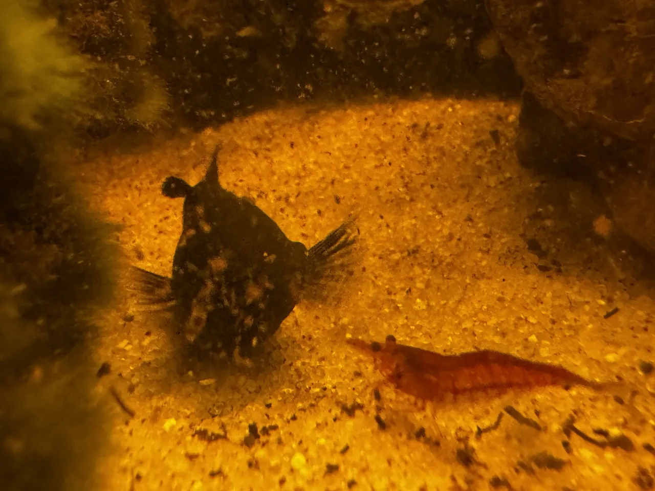 an adult black molly swimming face to face with a red cherry shrimp