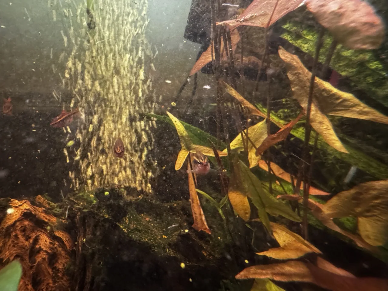 a school of cherry barbs swimming in front of a column of bubbles