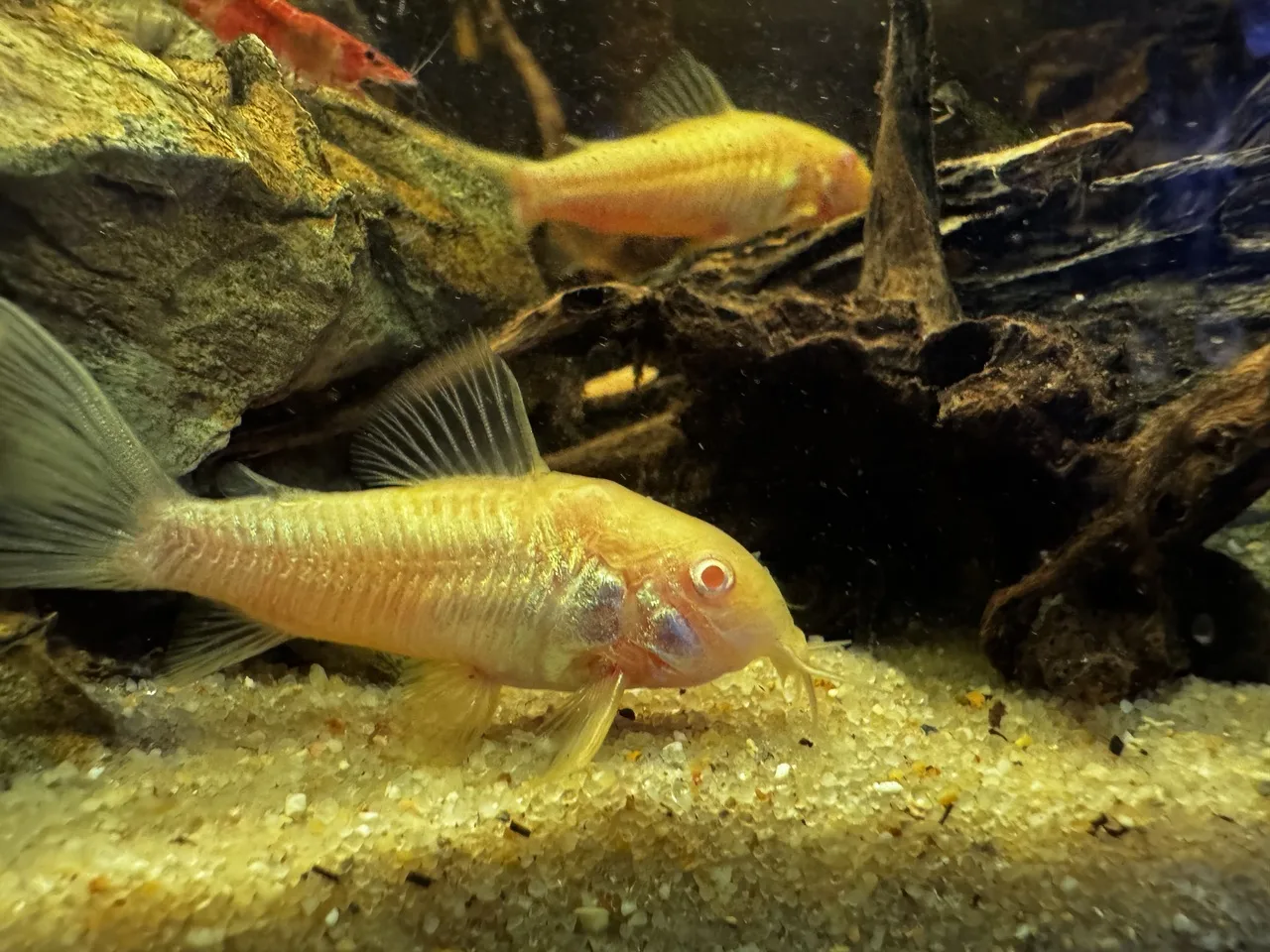 two albino corydoras catfish and a red cherry shrimp