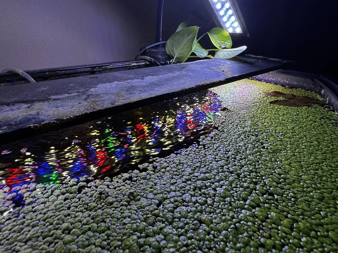 duckweed and a tiger lily leaf floating on the water&rsquo;s surface, among reflections of multicolored lights