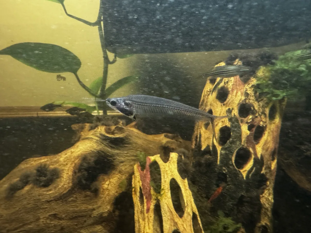 a glass catfish, with several danios and rasboras in the background