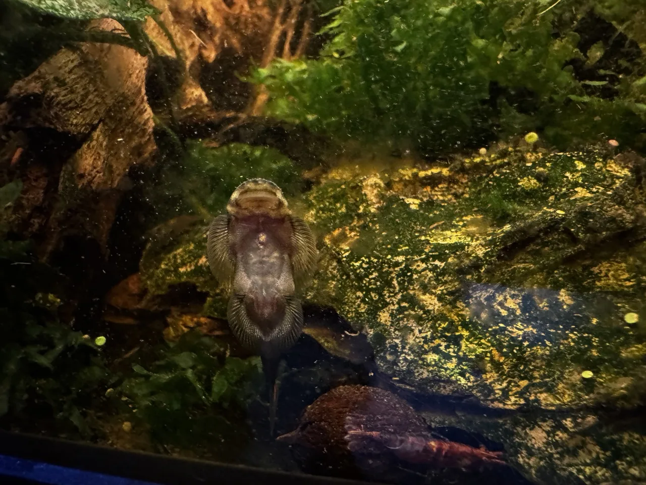 a redtail hillstream loach clinging to aquarium glass with algae-covered rocks in the background