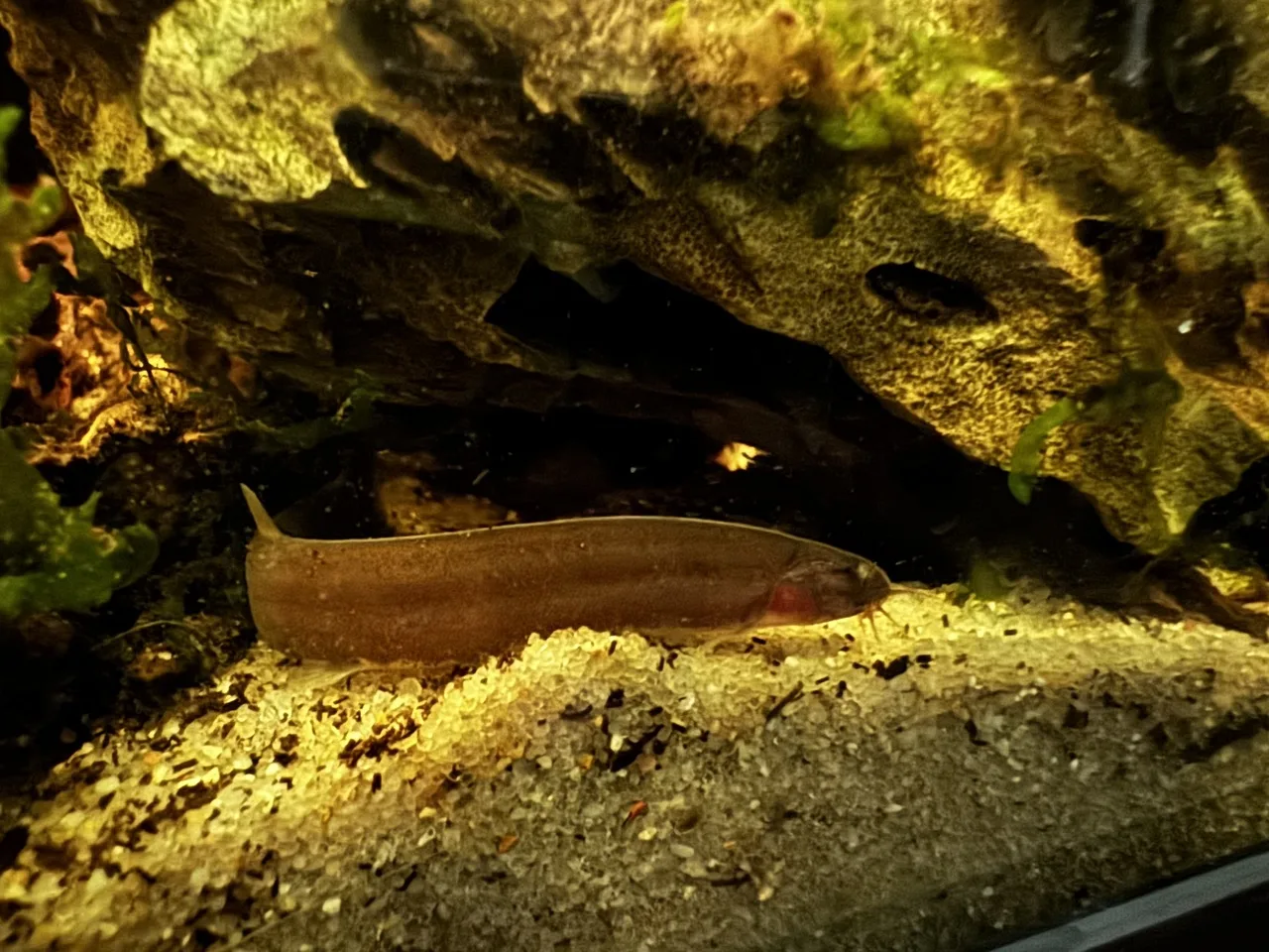 a black kuhli loach hiding under dragonstone