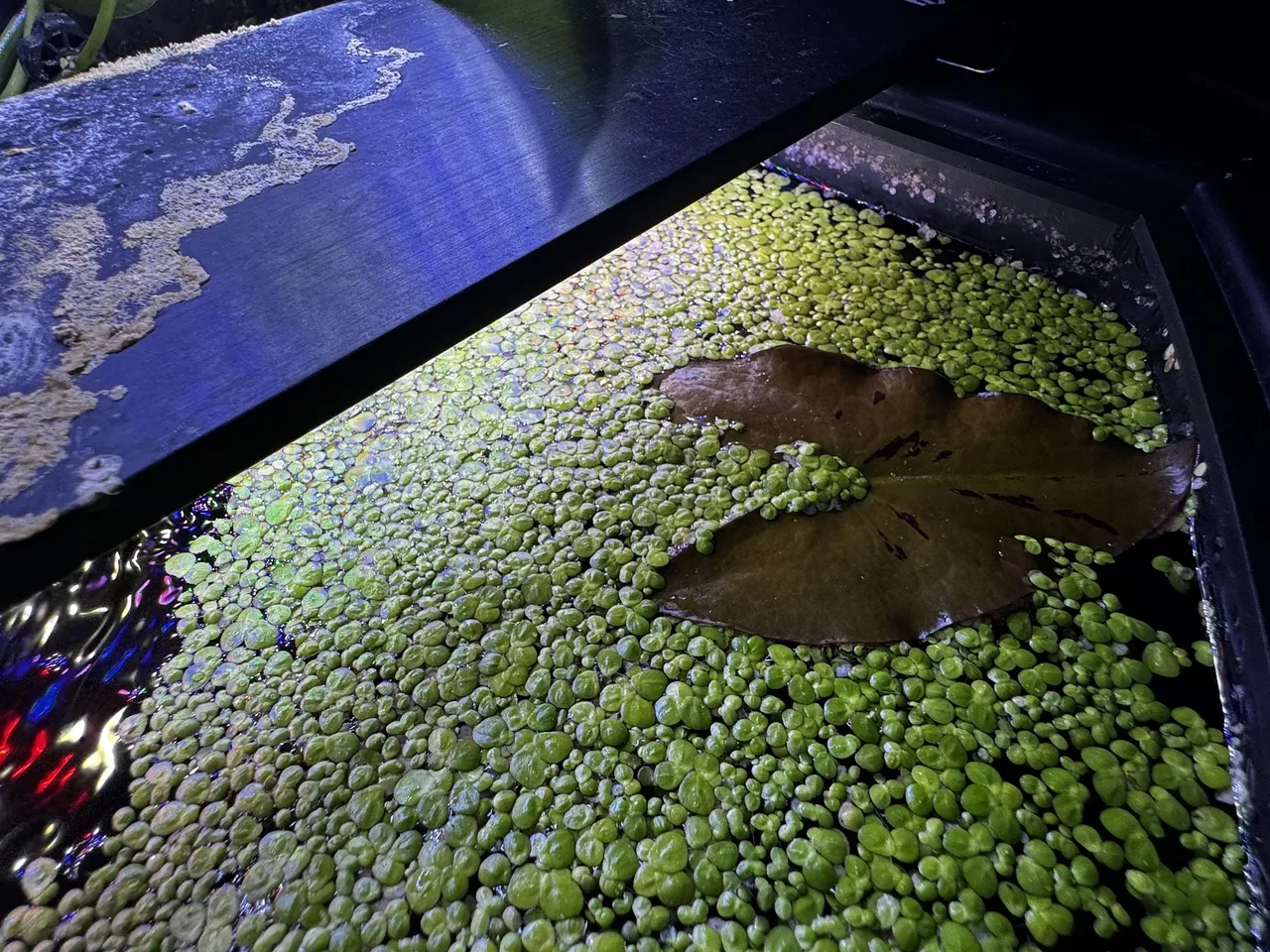 a zoomed-in view of a tiger lily leaf surrounded by duckweed