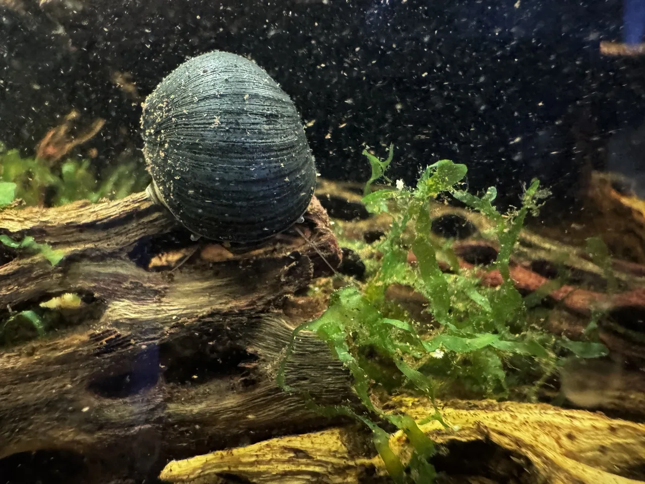a zebra nerite snail grazing on cholla wood