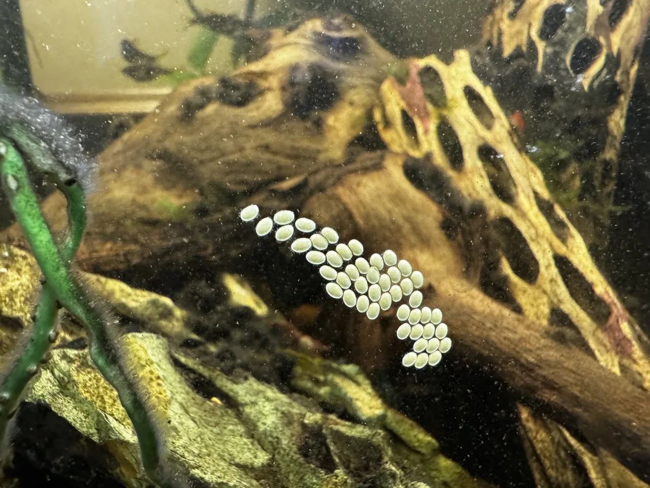 nerite snail eggs on aquarium glass
