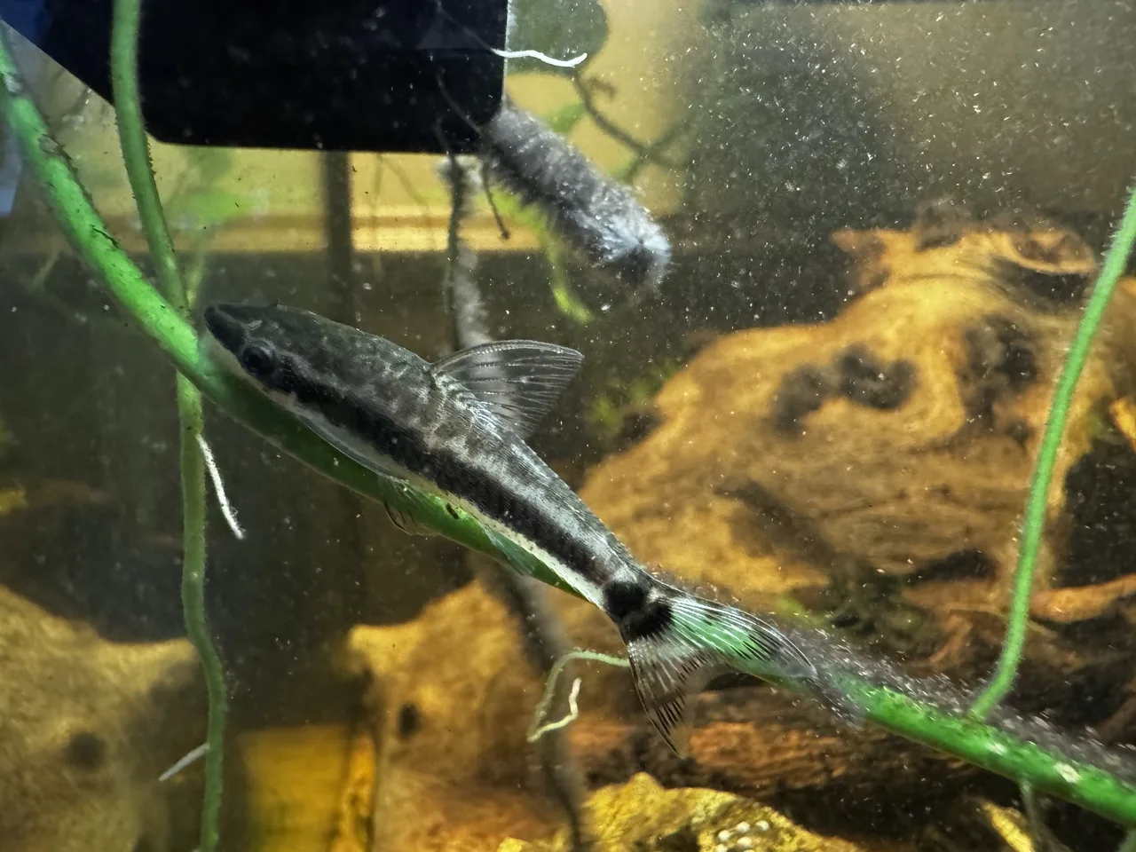 an otocinclus catfish grazing on pothos roots