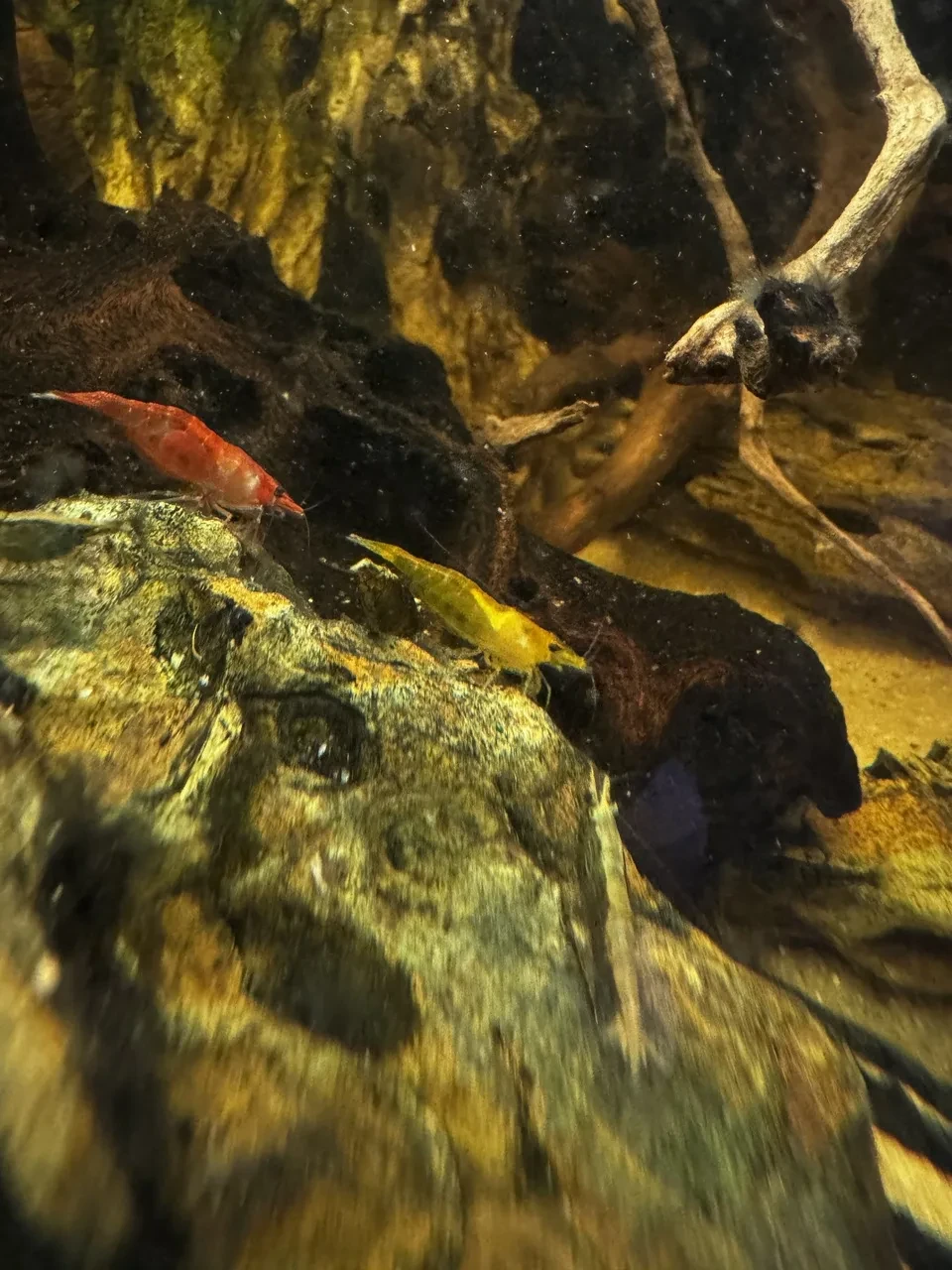 a red and a yellow cherry shrimp on dragonstone