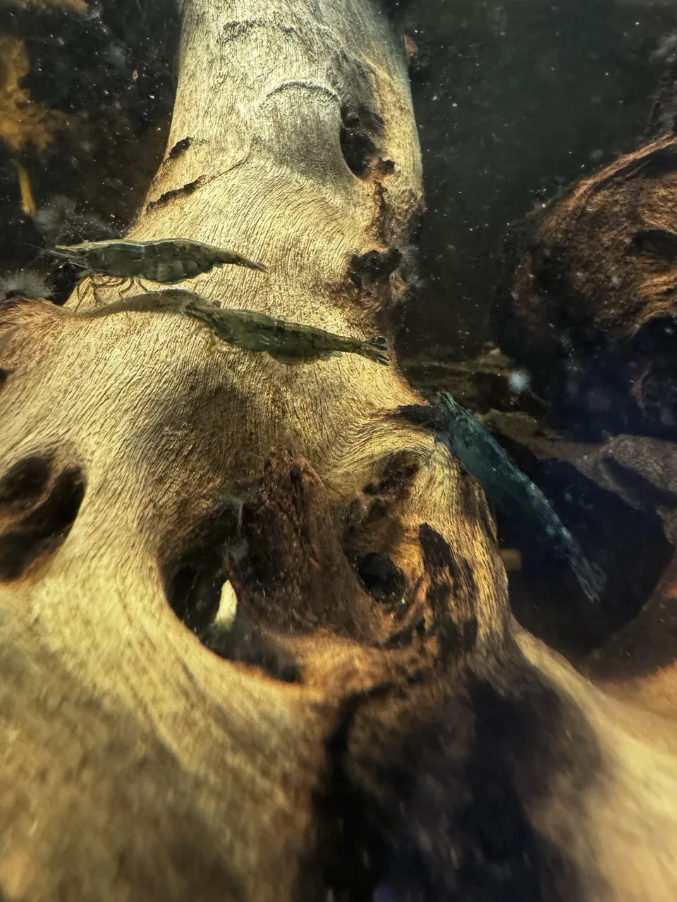 several greenish and blue cherry shrimp on mopani wood