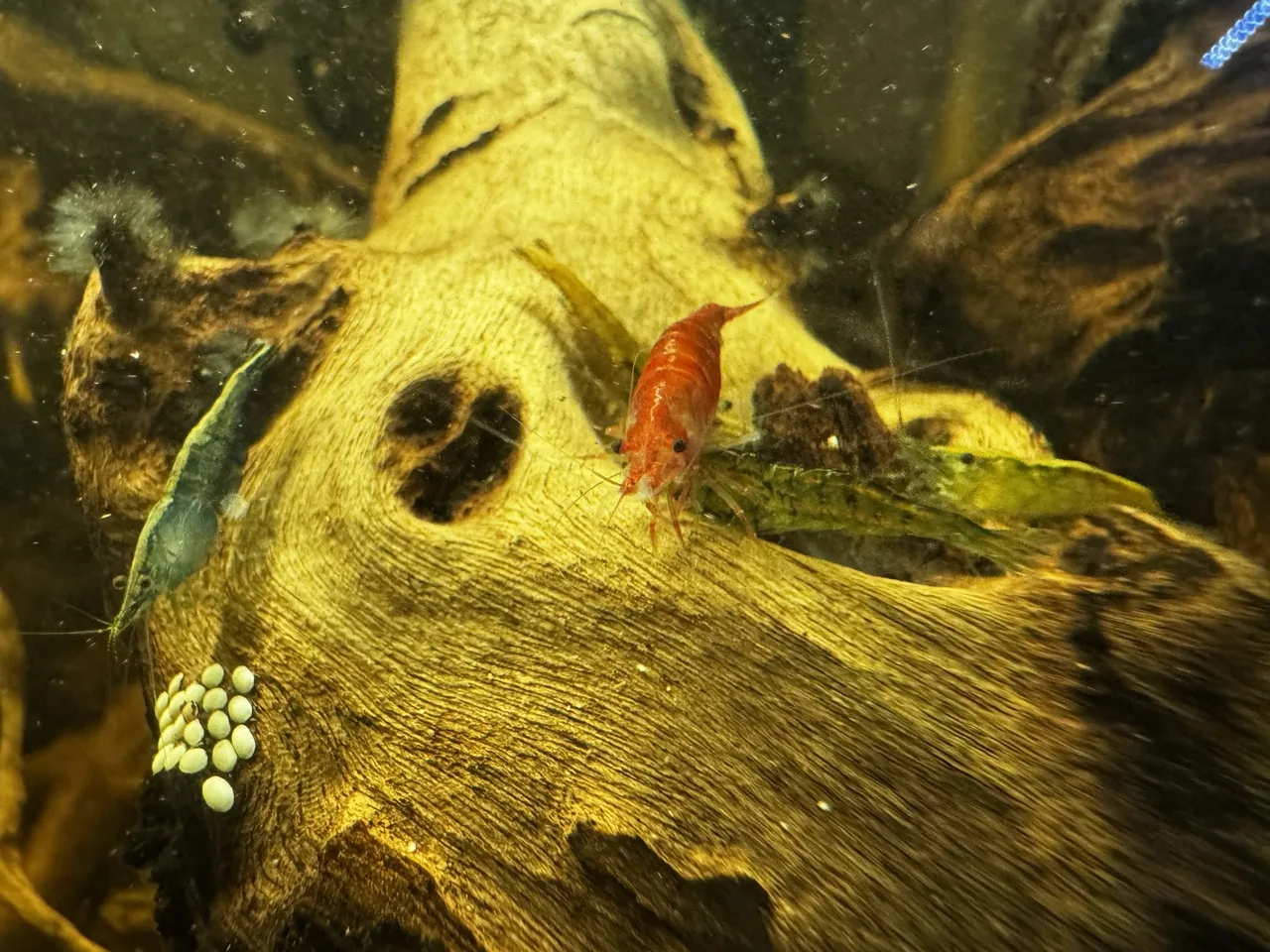 close-up view of a various colors of cherry shrimp and nerite snail eggs on mopani wood