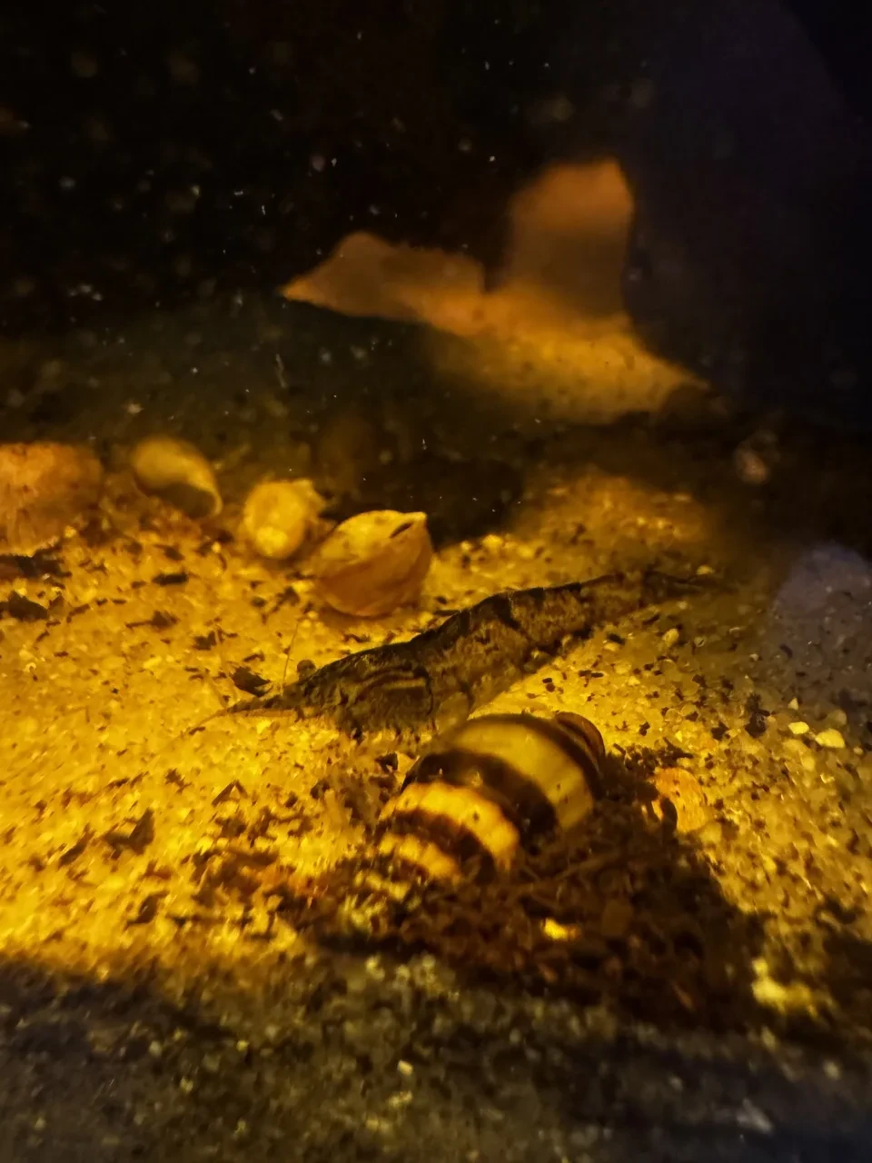 a greenish cherry shrimp standing on an empty assassin snail shell