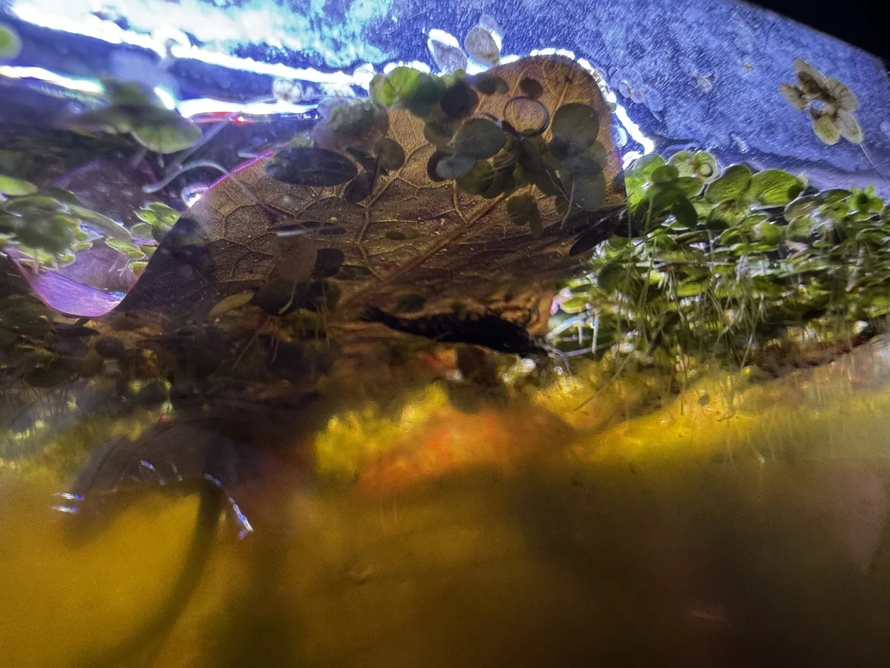 a blue cherry shrimp clinging upside-down to a tiger lily leaf on the water&rsquo;s surface