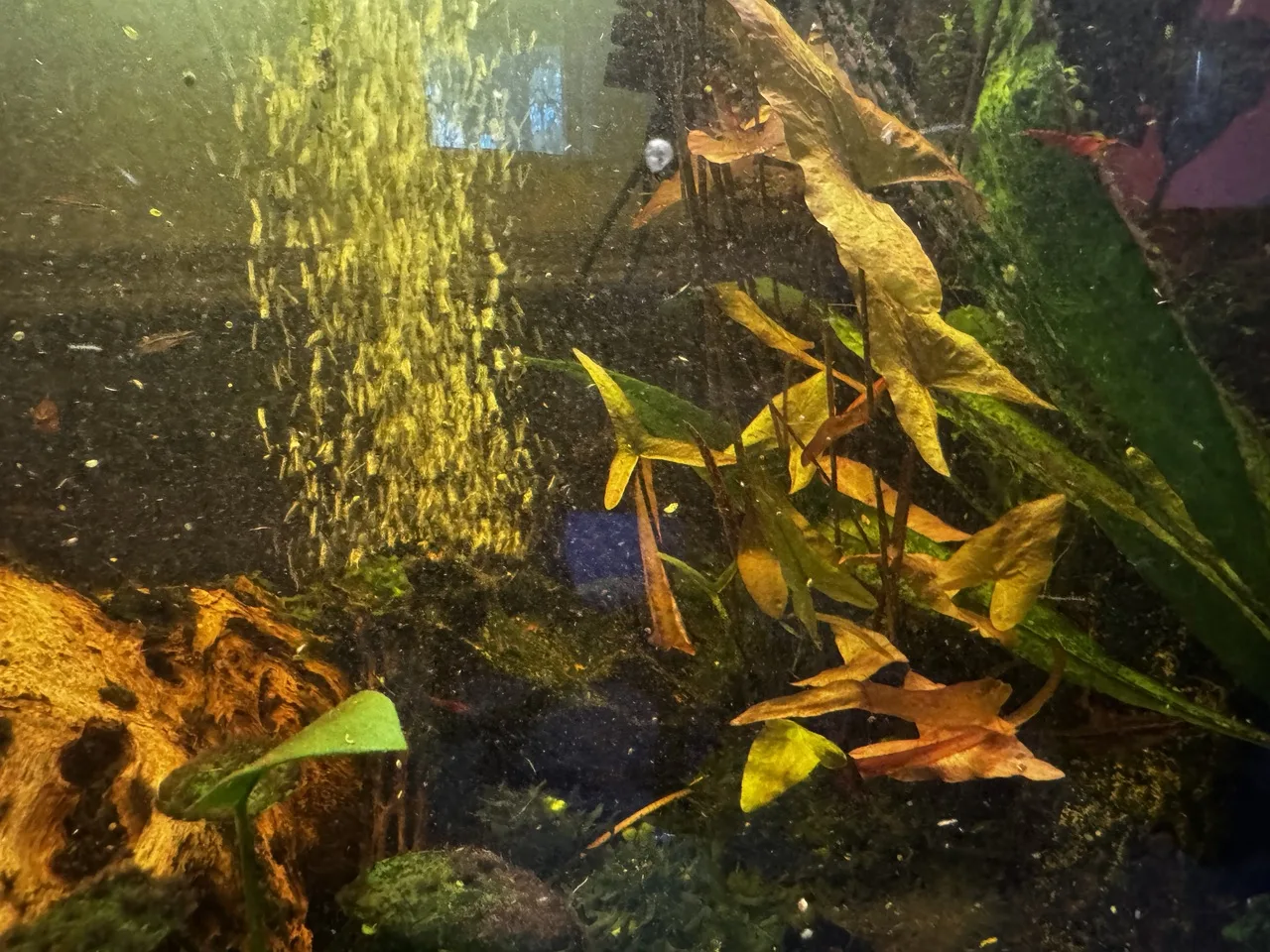 a cluster of tiger lily leaves which haven&rsquo;t yet reached the water&rsquo;s surface