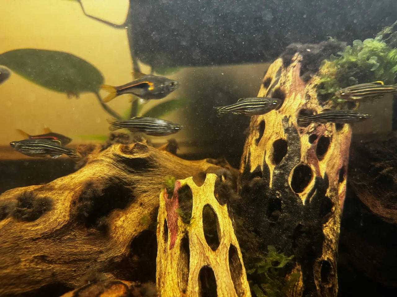two harlequin rasbora and five zebra danios swimming in a school