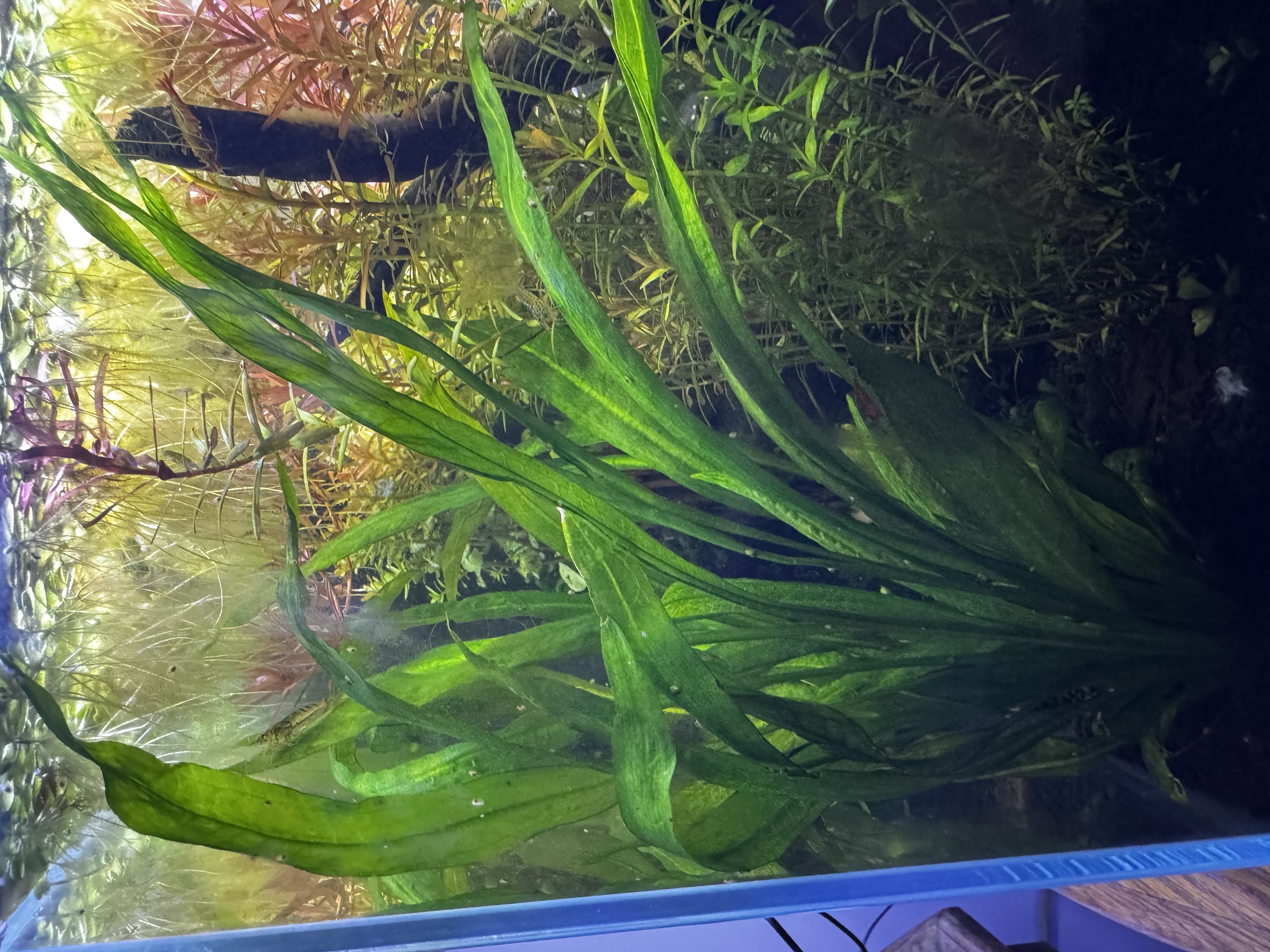 a side view of a heavily-planted aquarium, with a small wooden branch on the right side