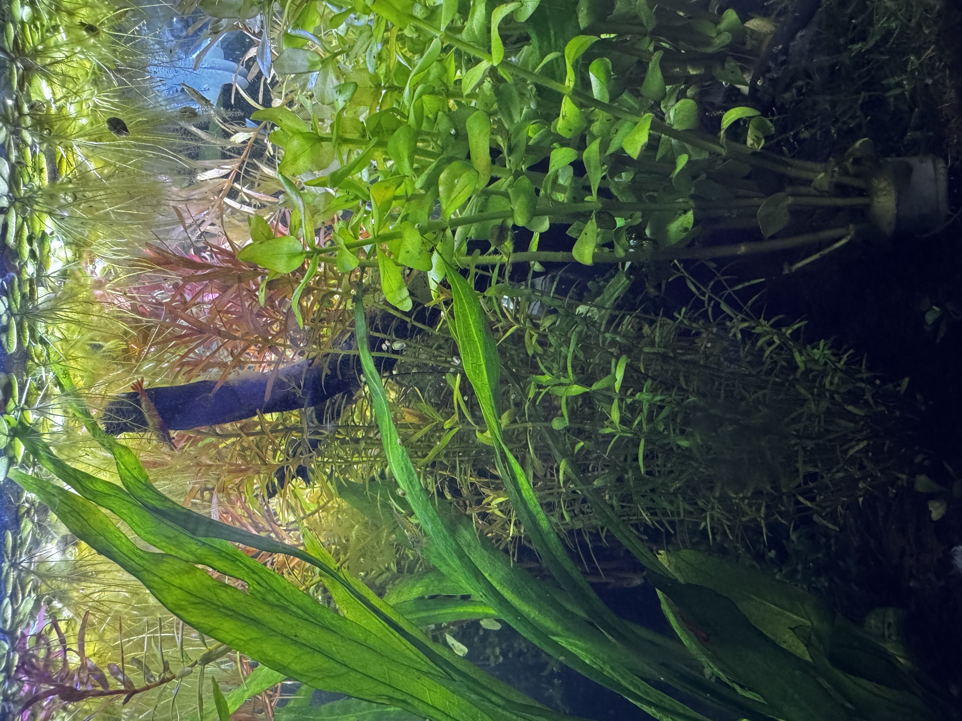 a side view of a heavily-planted aquarium, with a small wooden branch on the right side