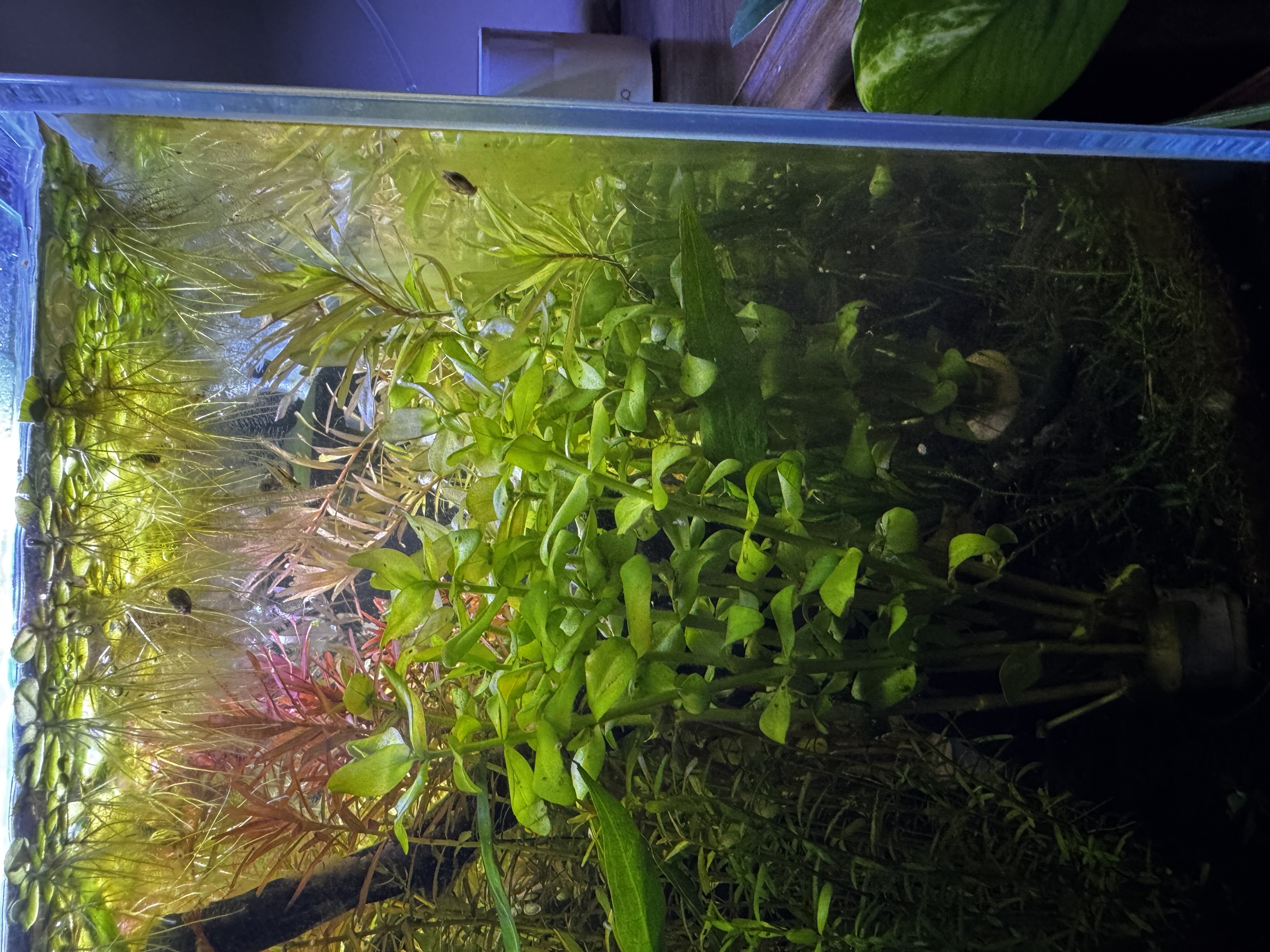 a side view of a heavily-planted aquarium, with a small wooden branch on the right side