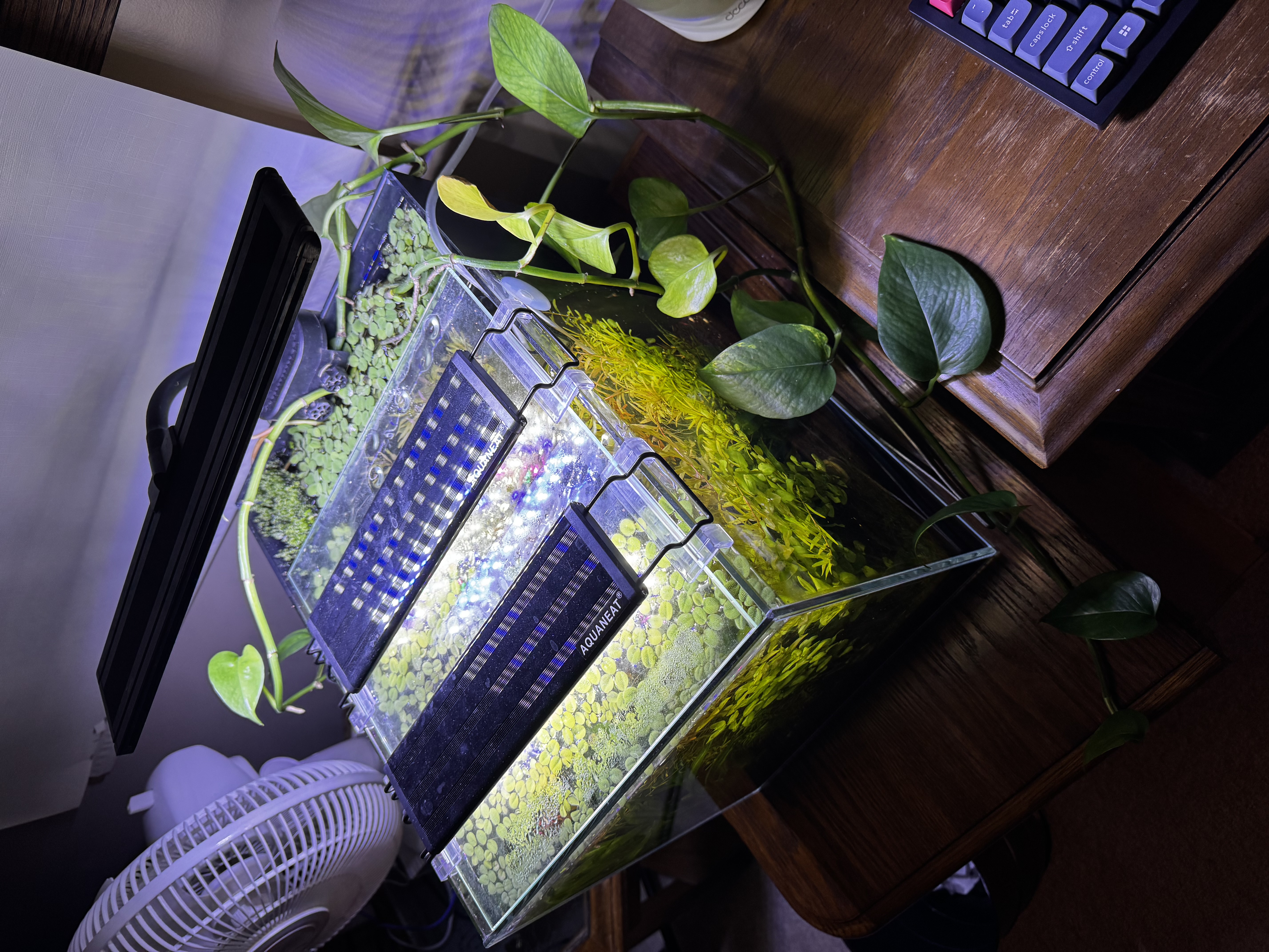 an isometric view of an aquarium, with pothos vines growing out of the back and plants visible everywhere
