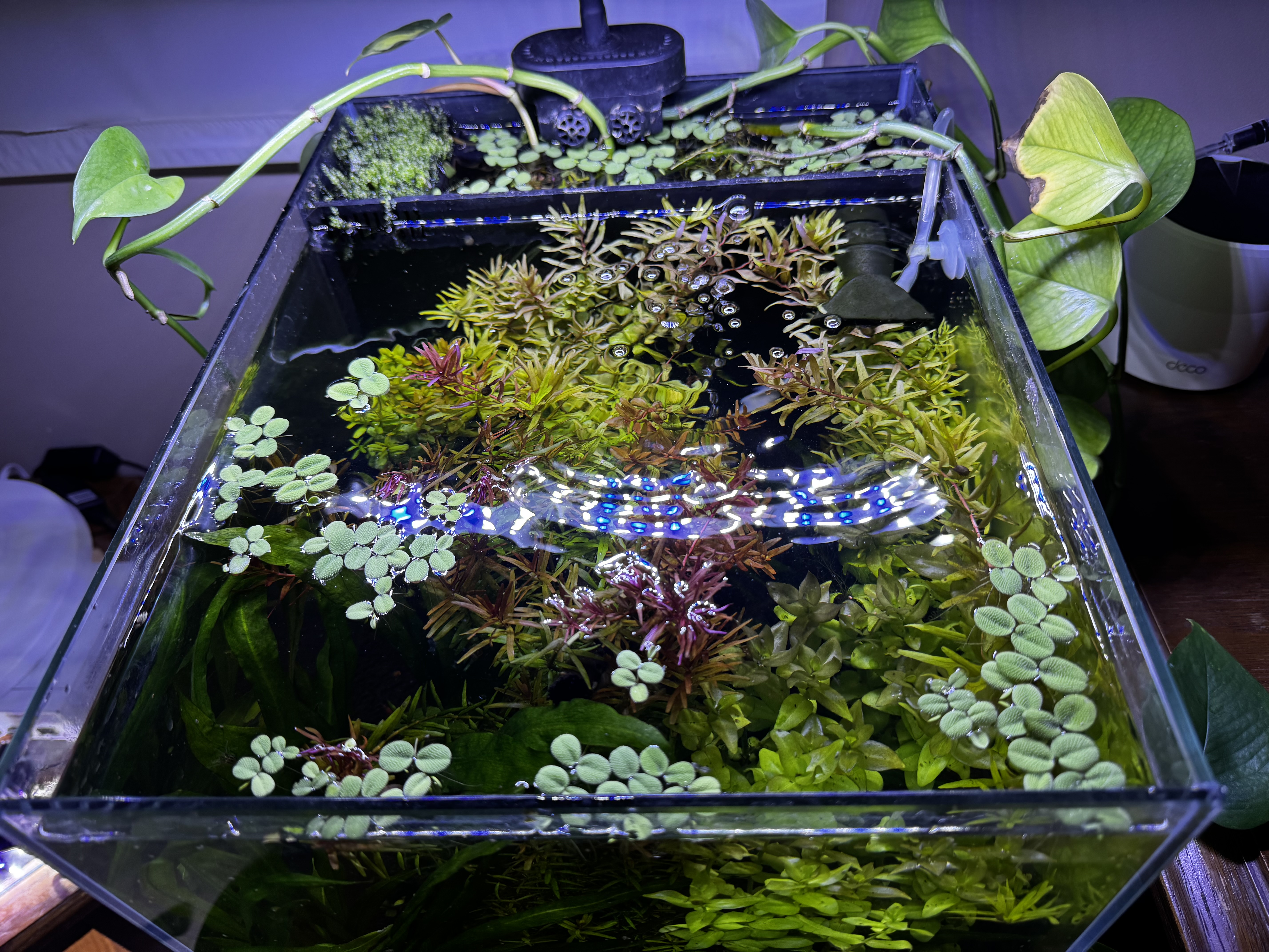 an overhead view of an aquarium, with the cover glass removed and red plants visible