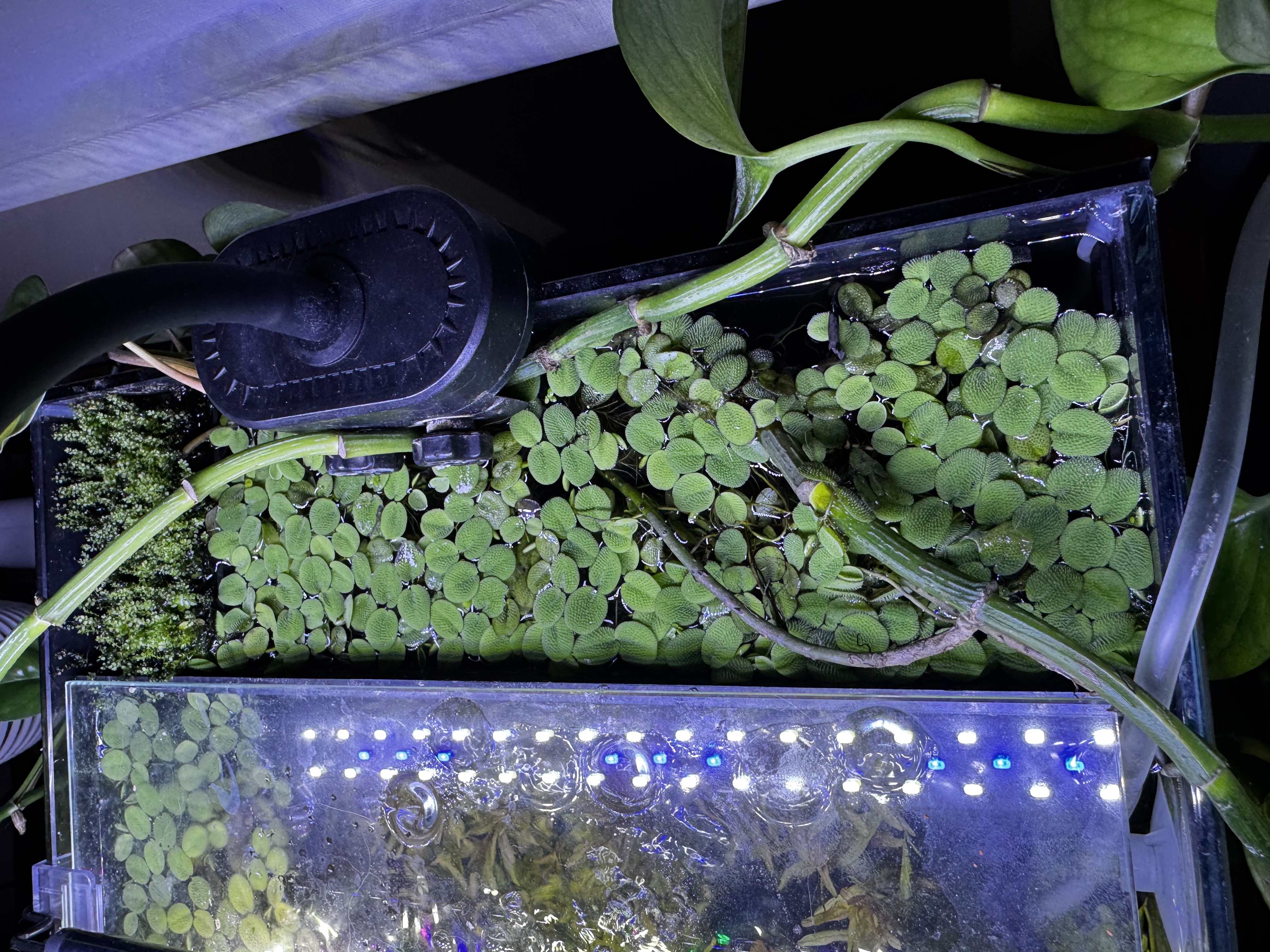 an overhead view of the back of the tank, where floating plants have covered the surface