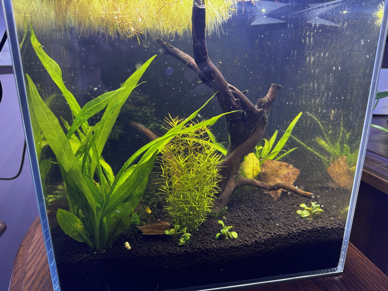 a zoomed-in view of an aquarium with a large leafy plant on the left, a skinny-leaved plant in the center, and tree-shaped driftwood to the right