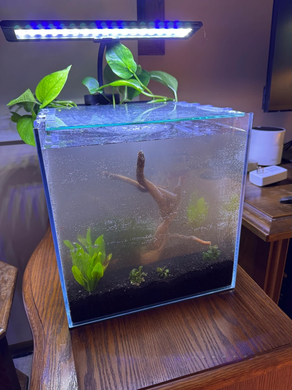 a cloudy, cube-shaped aquarium with a tree-shaped piece of driftwood and various plants visible