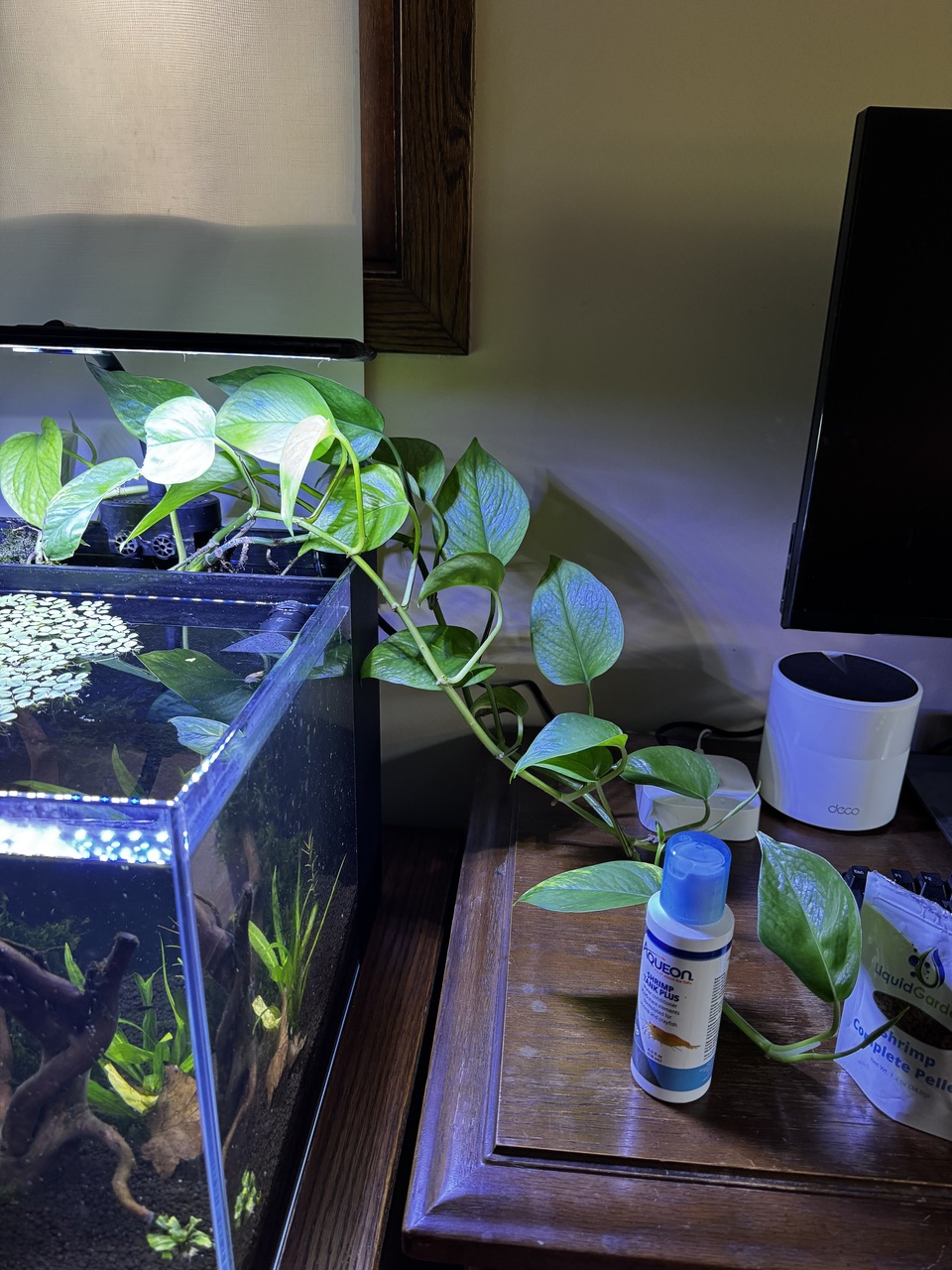 a pothos plant growing from the back of an aquarium onto a wooden desk