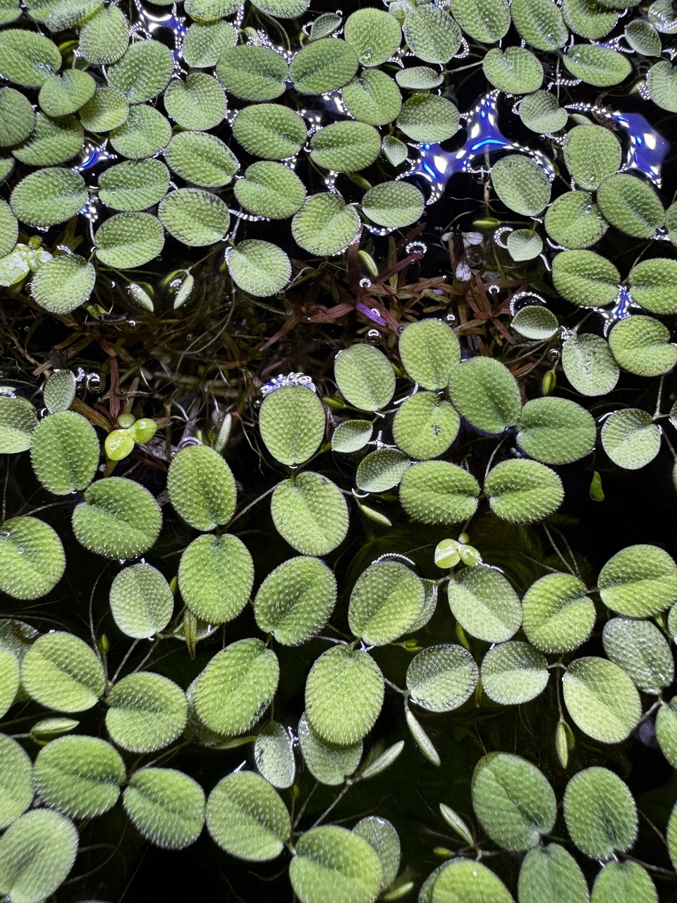 a zoomed-in view of salvinia, a spiky-textured floating plant, on the surface of the tank