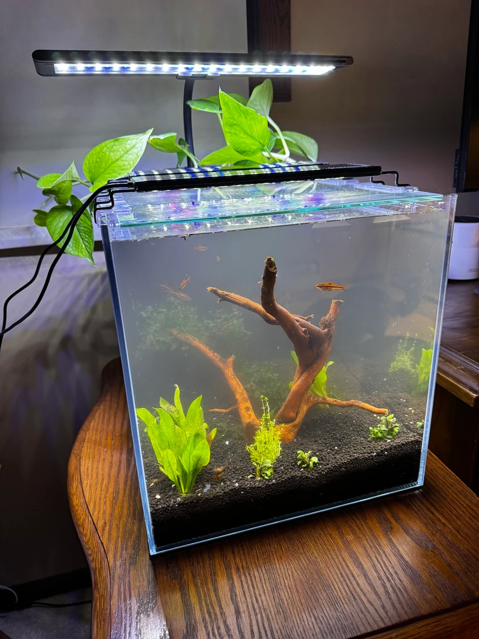 a slightly less cloudy, cube-shaped aquarium with a tree-shaped piece of driftwood and various plants visible, and a school of brightly-colored red fish